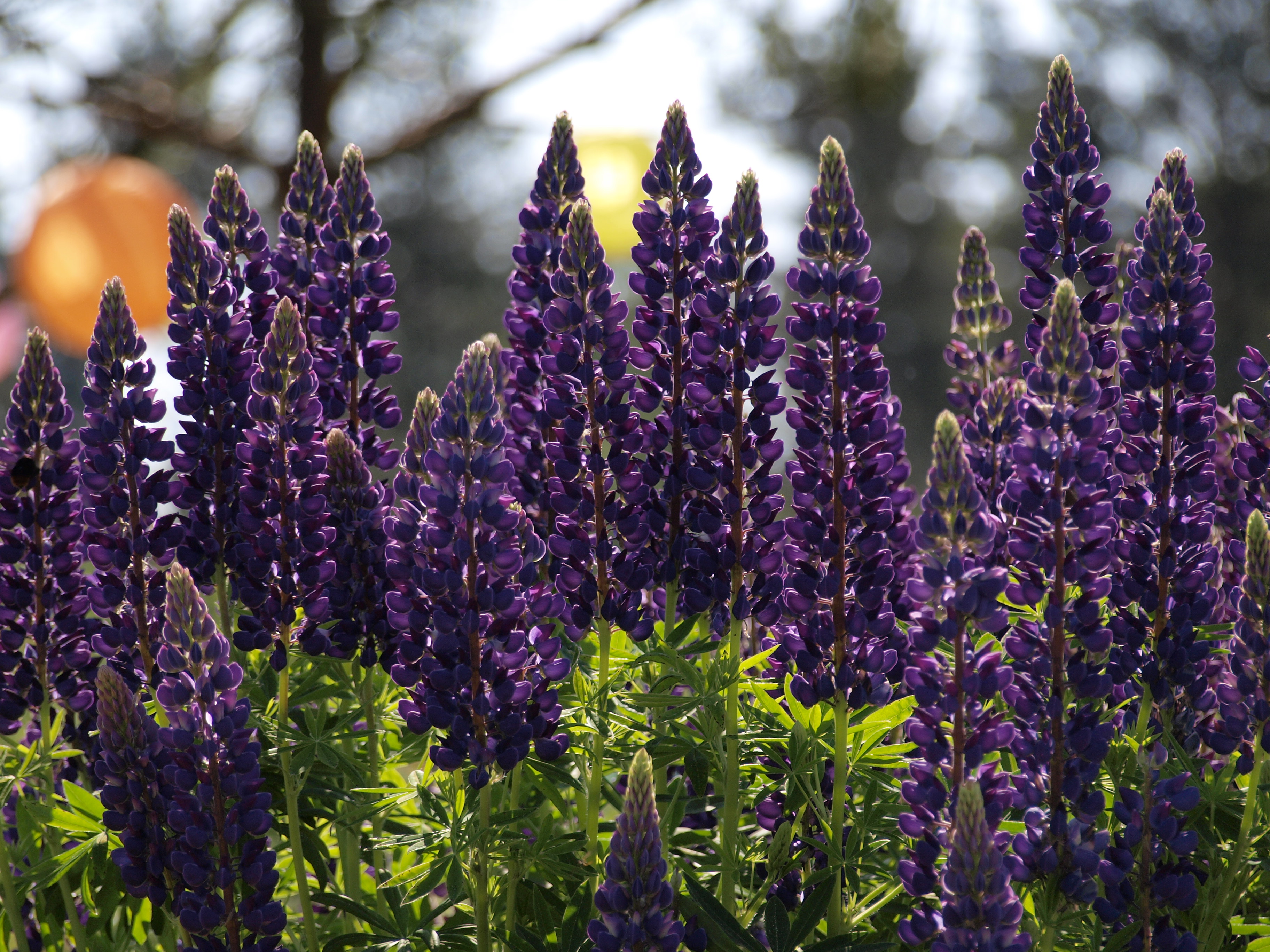Saaremaa Peony Gardensi lupiinid