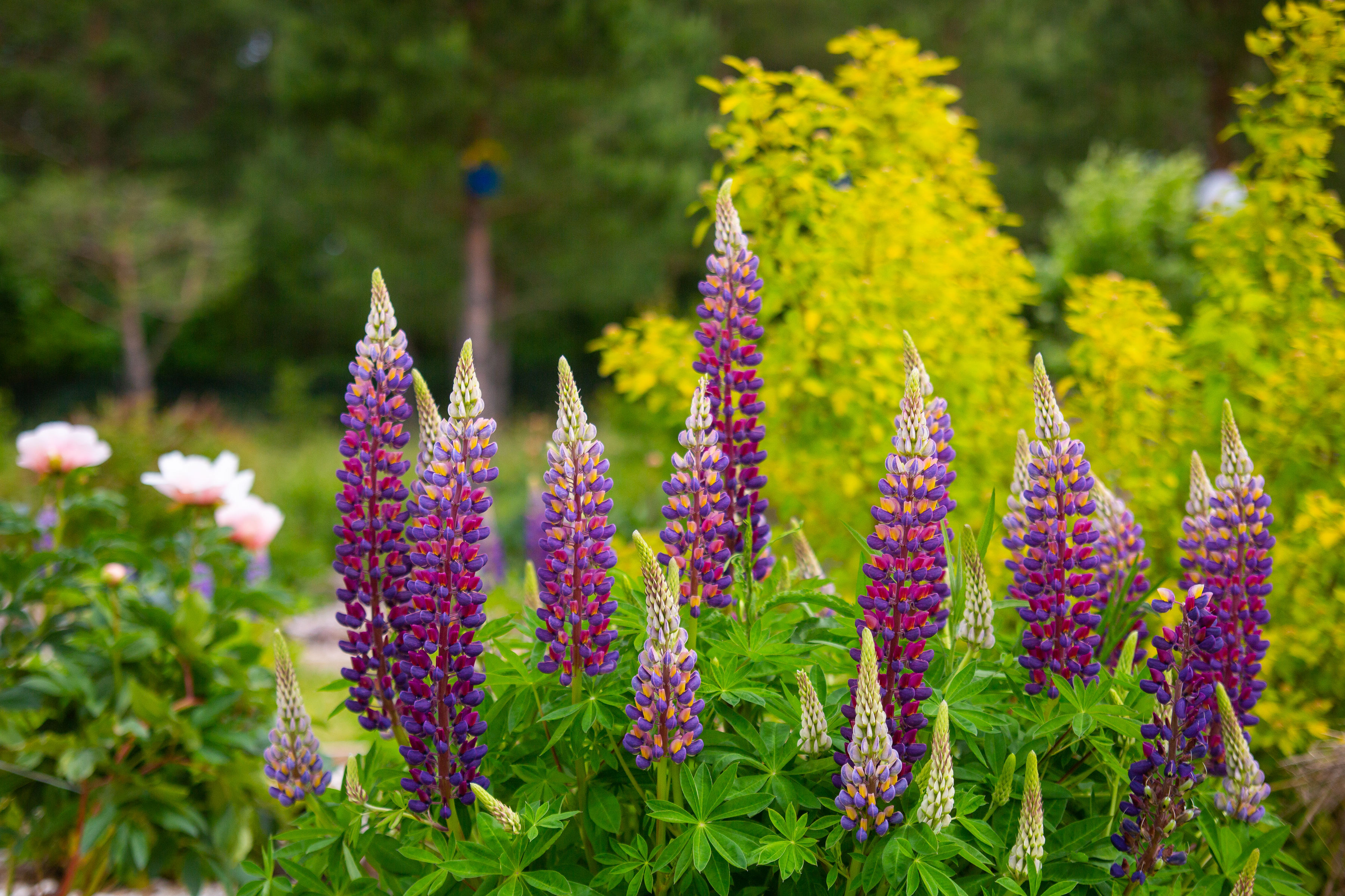 Lupiinid Saaremaa Peony Gardensis