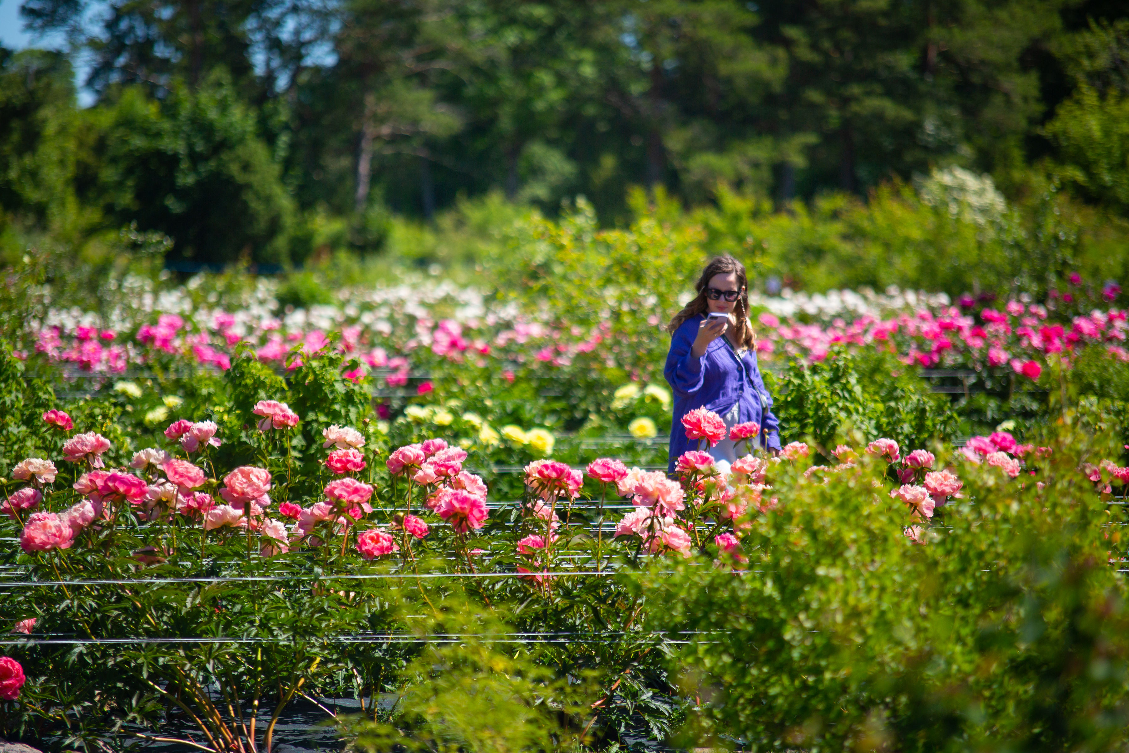 Saaremaa Peony Gardens