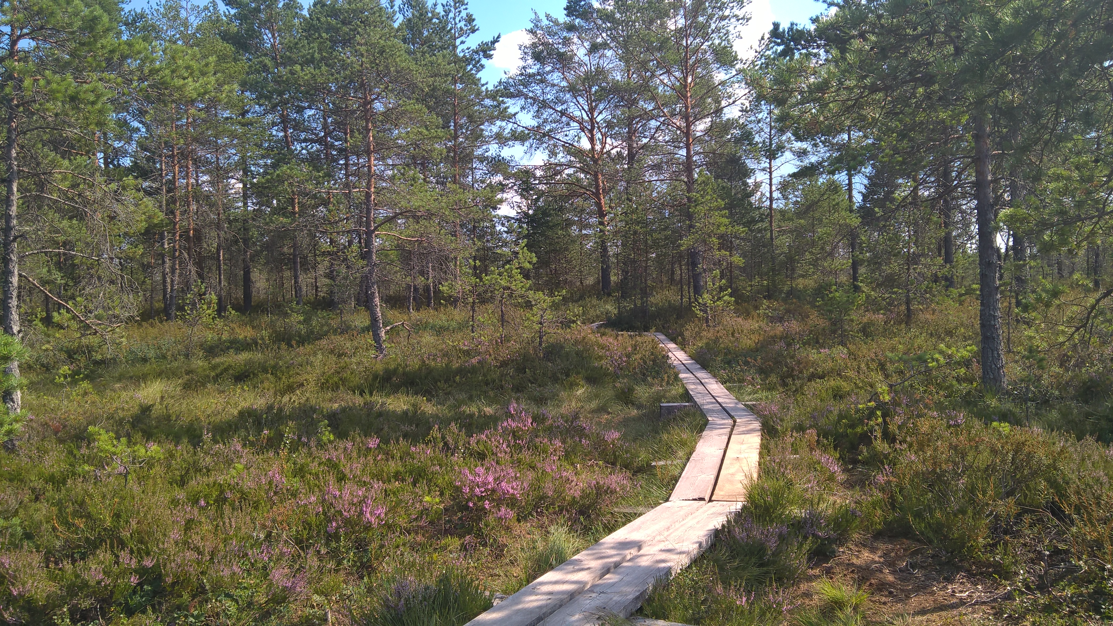 Rabamatkad Ohukotsu küüni lähedal Jalase rabas