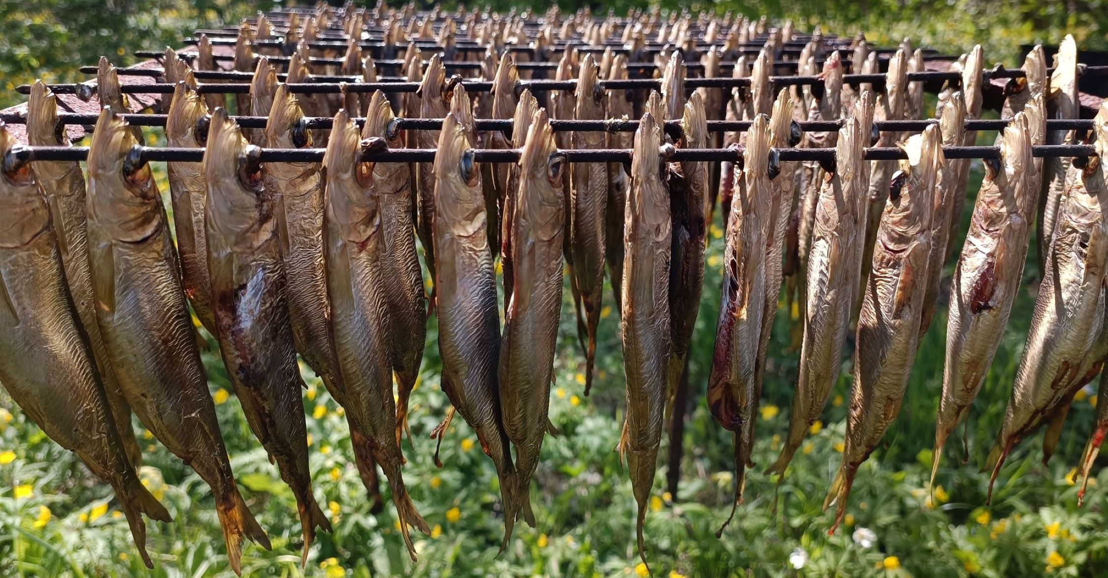 Suitsuräimed. Kihnu Räimeretk 2026