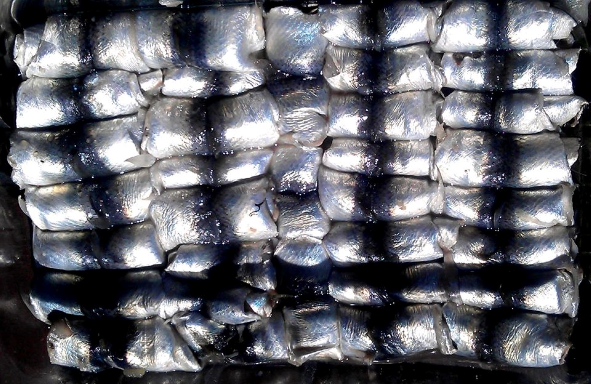 Räimerullid. Kihnu Räimeretk 2026