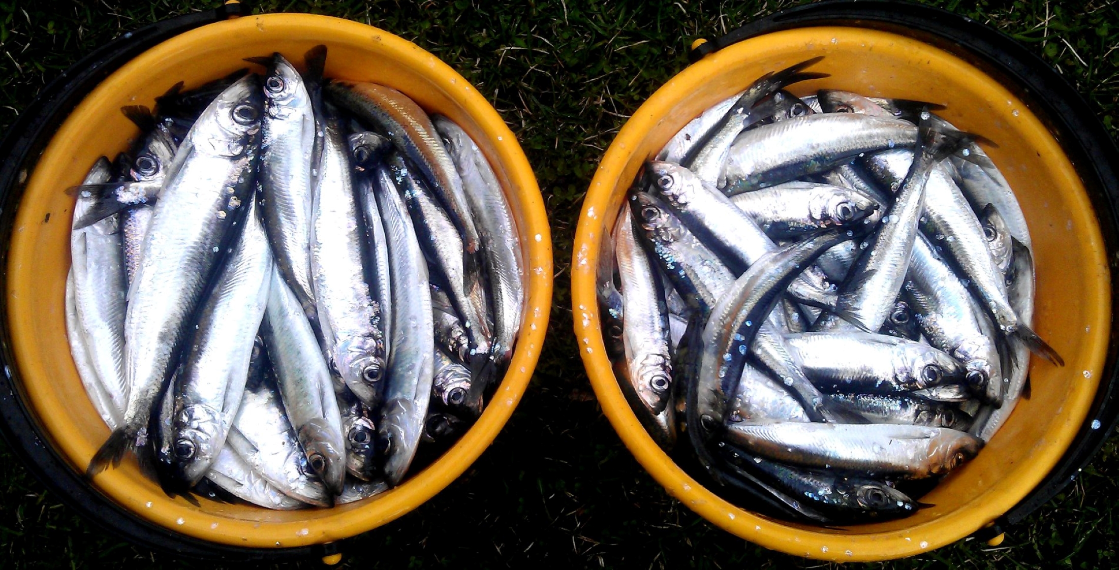 Räimed. Kihnu Räimeretk 2026