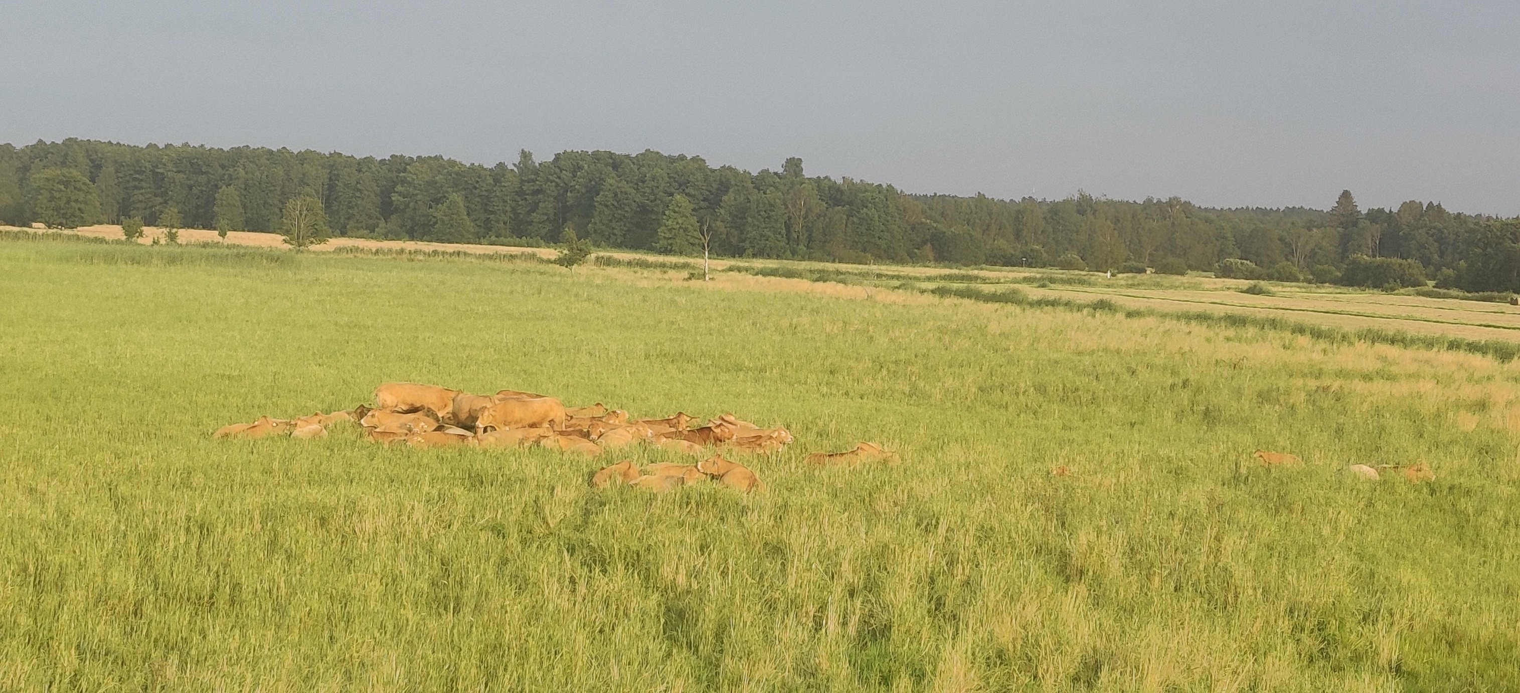 Rannakarjamaa linnutornist