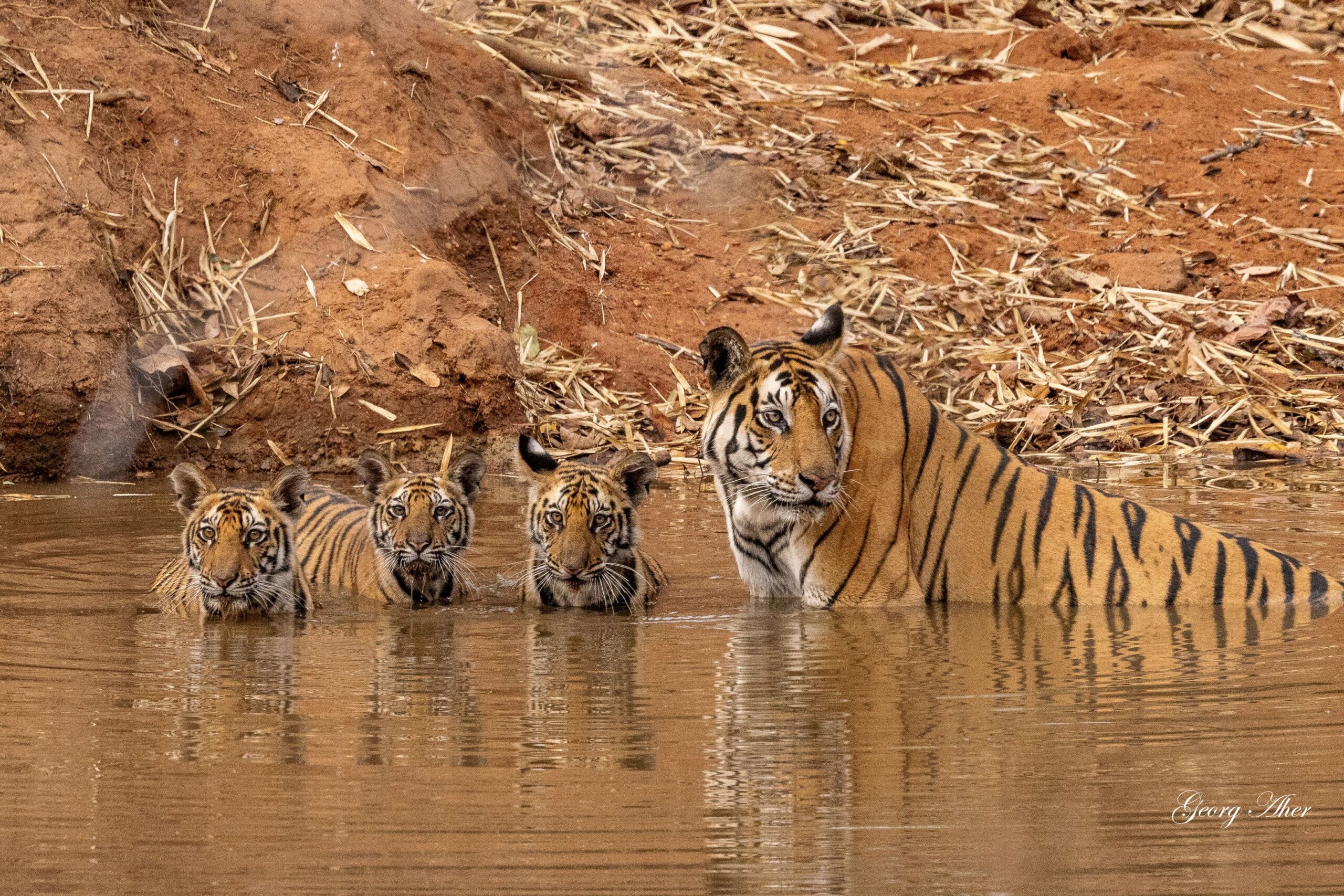 Georg Aheri loodusfotode näitus tiivad, kihvad ja varjud