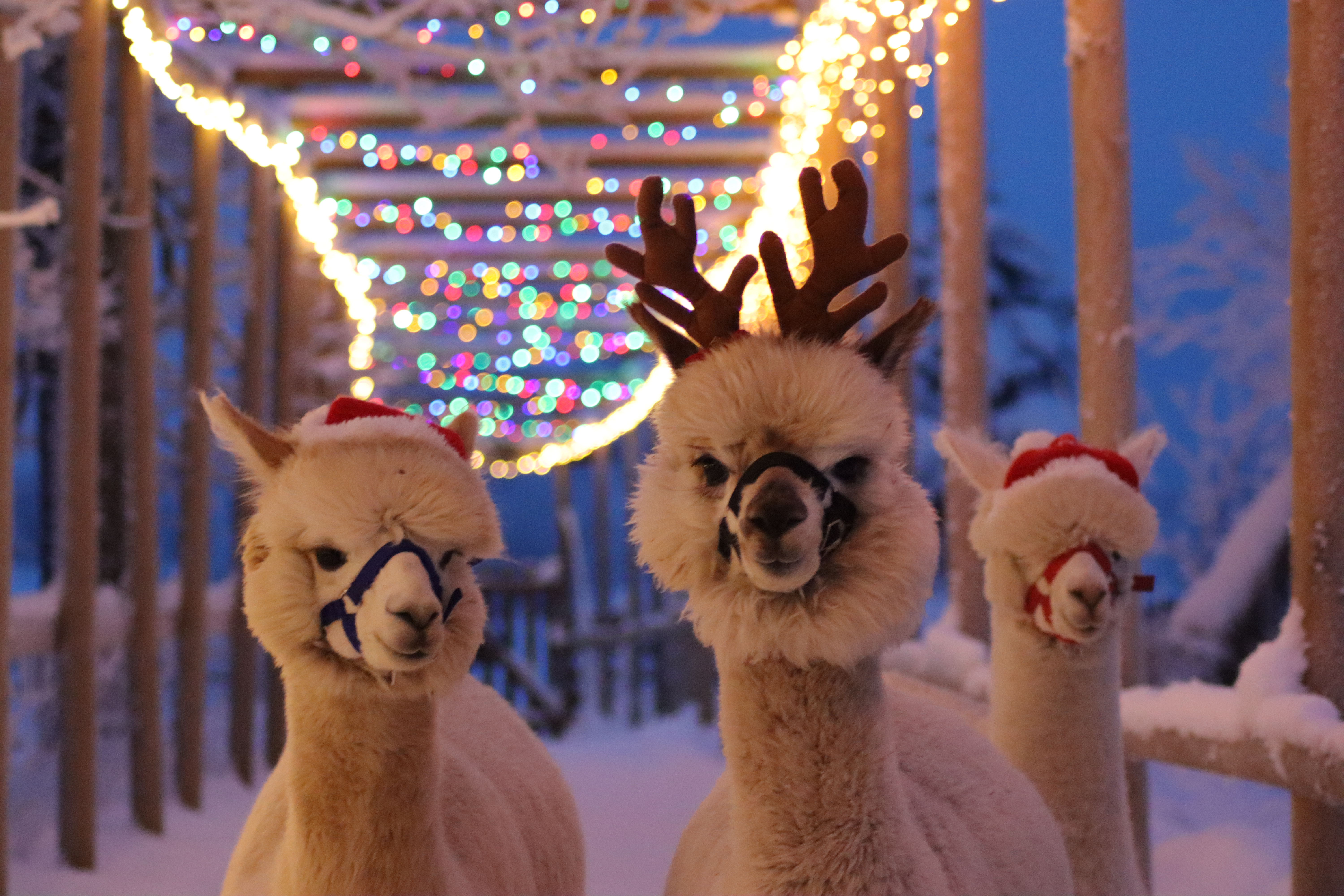 Tule ja koge tõelist jõulumaagiat Alpaka farmis Pärnumaal! Sind ootavad meie sõbralikud alpakad ja teised toredad taluloomad, kellega kohtumine toob r