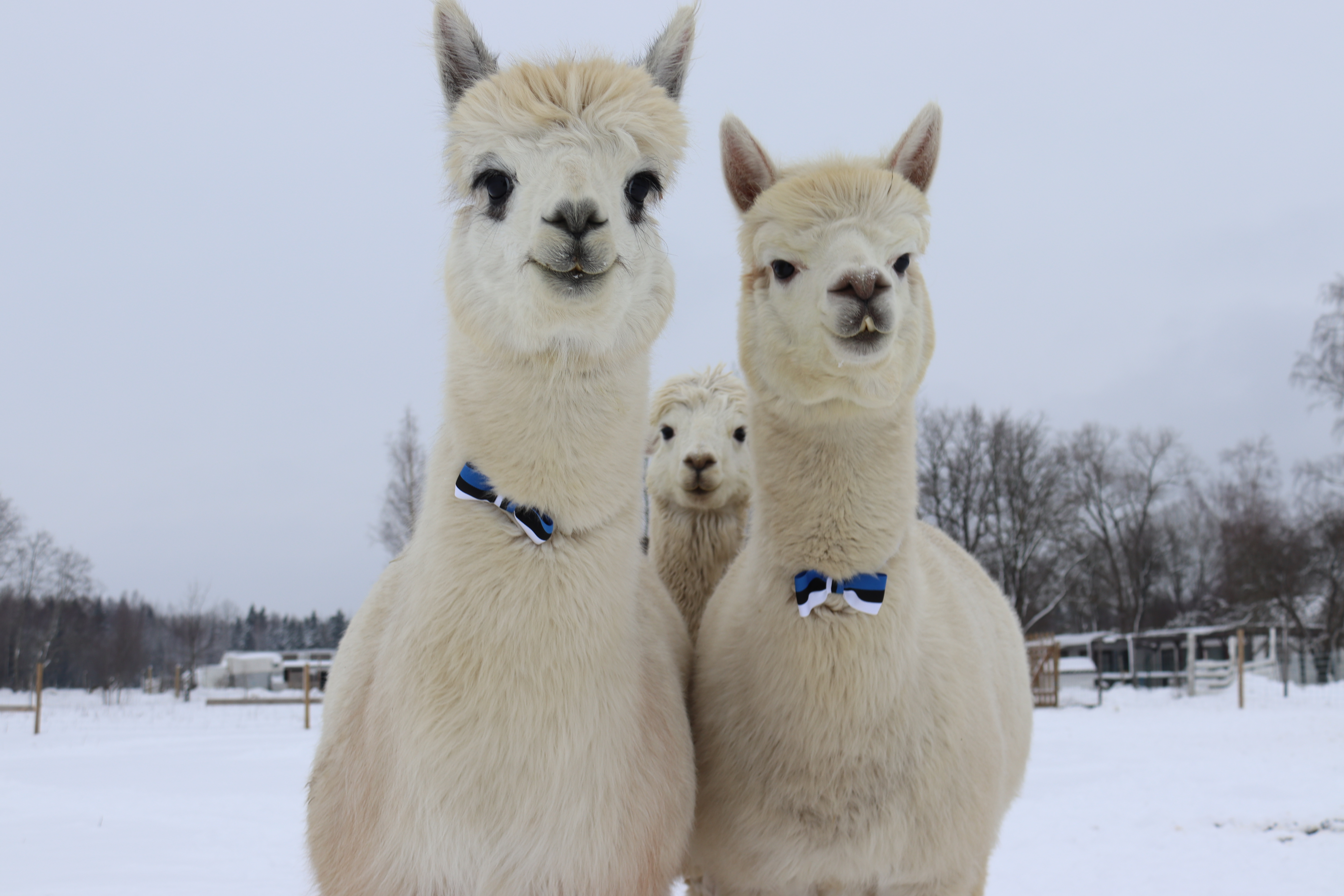 Alpakkafarmi alpakat