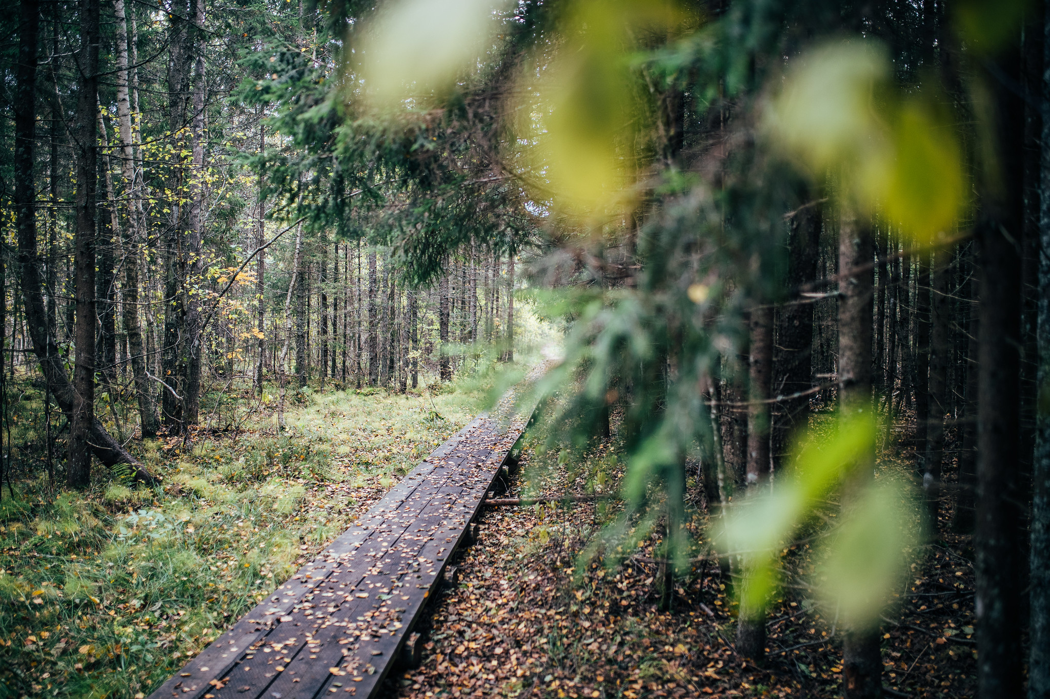 Ingatsi taka Somā Nacionālajā parkā