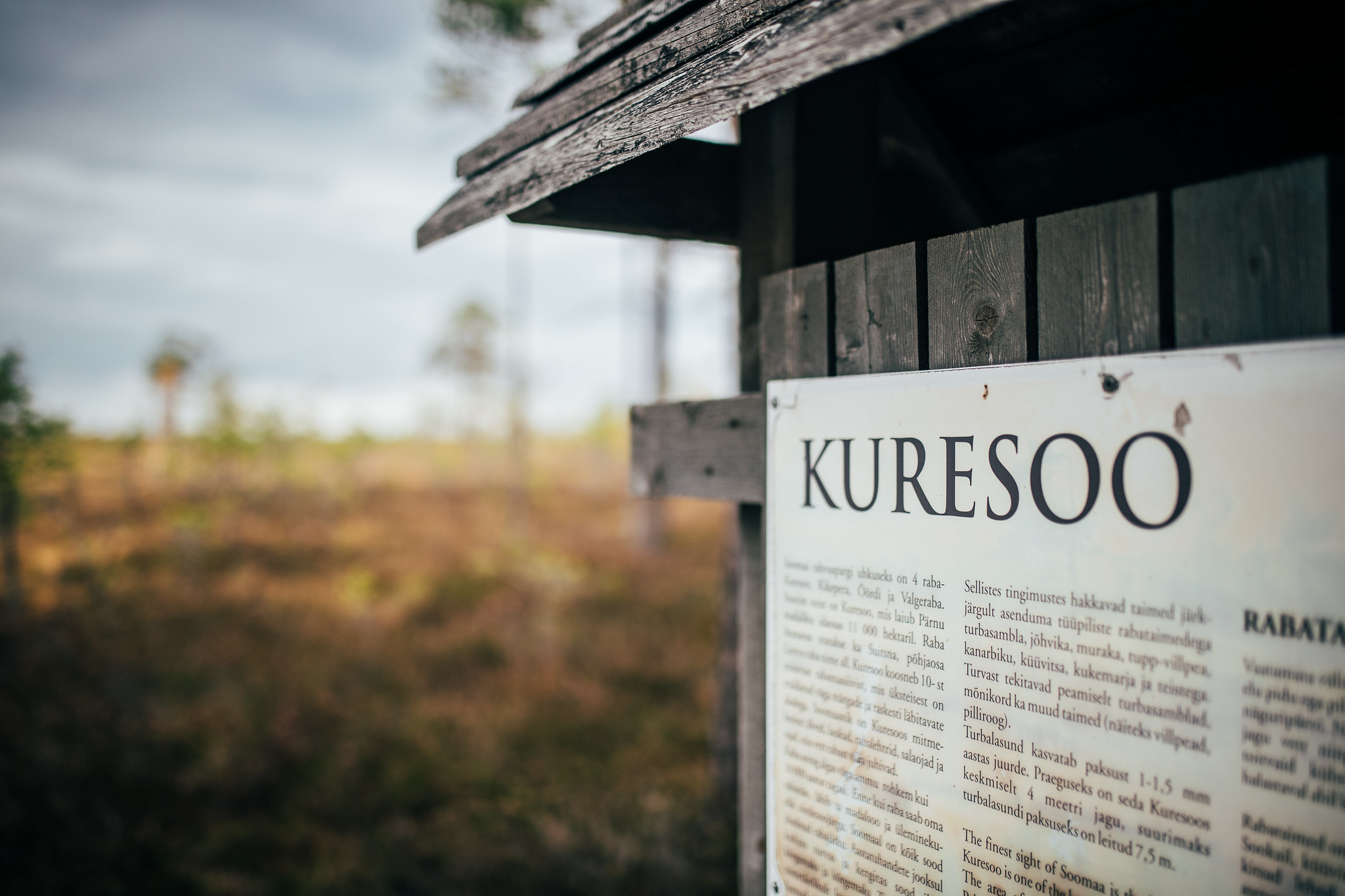 Kuresoo purvs Ingatsi pārgājienu takā