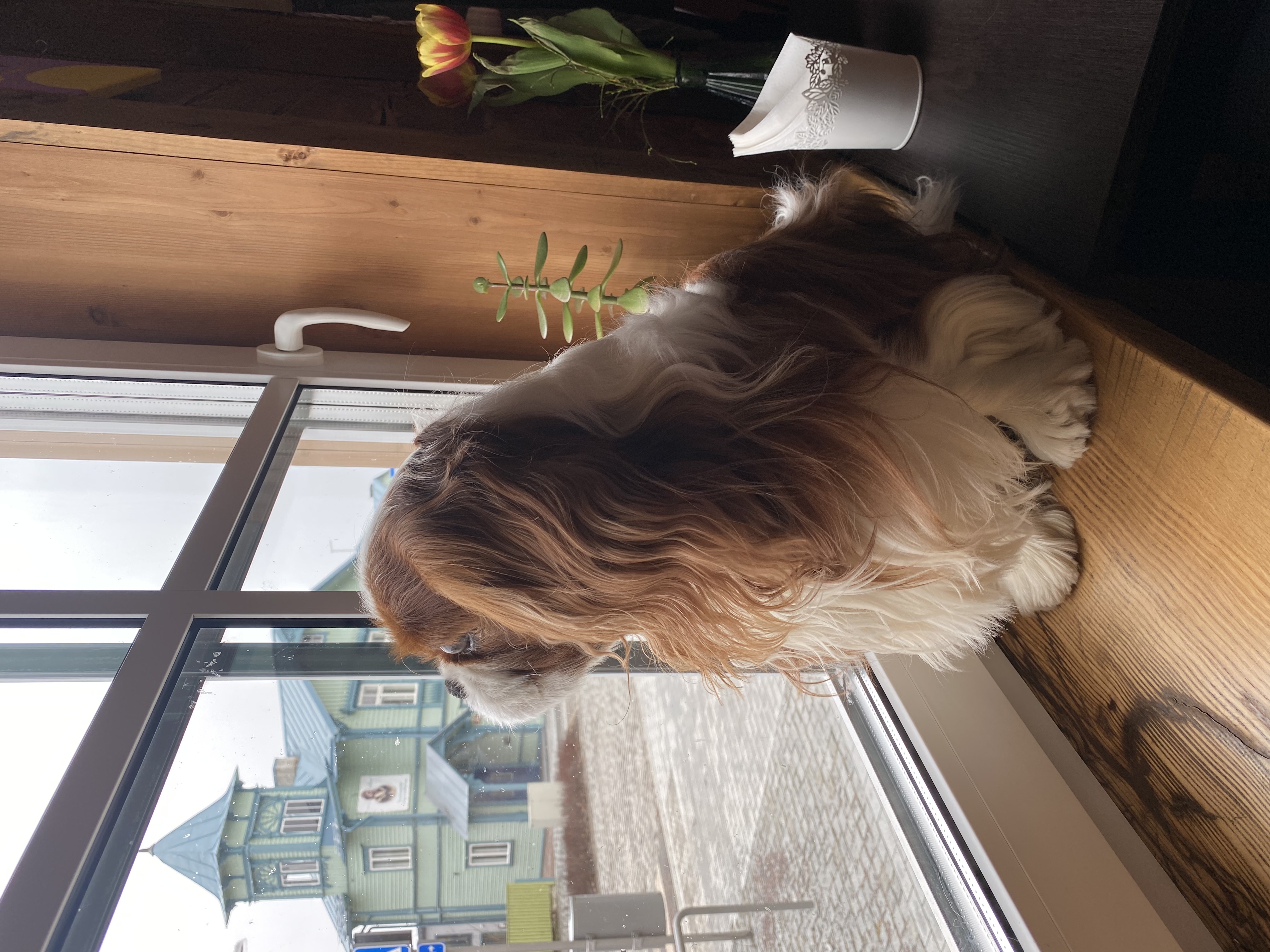 Ootame meie juurde ka lemmikloomi!