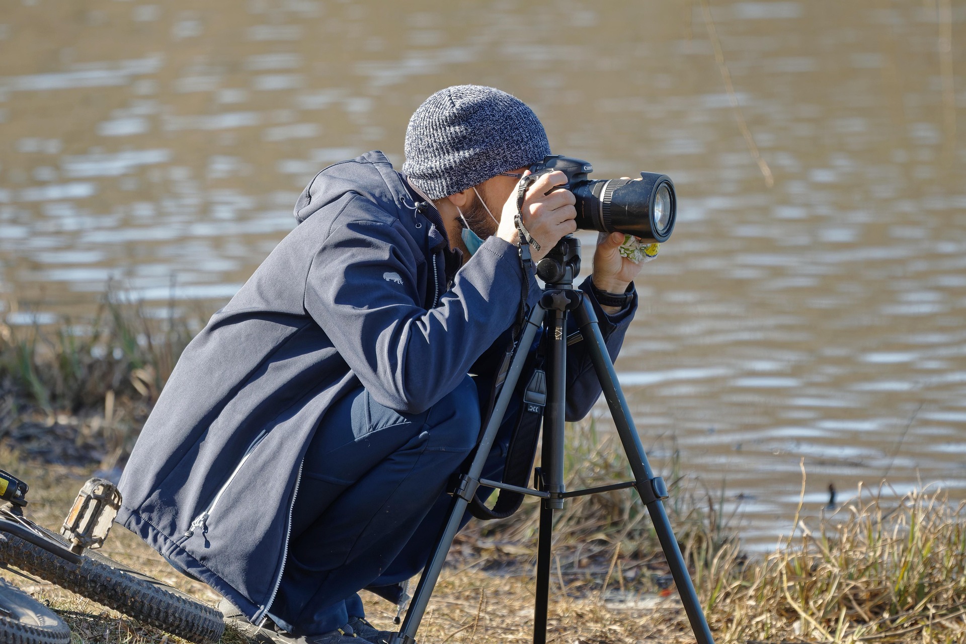 Bear photography in nature