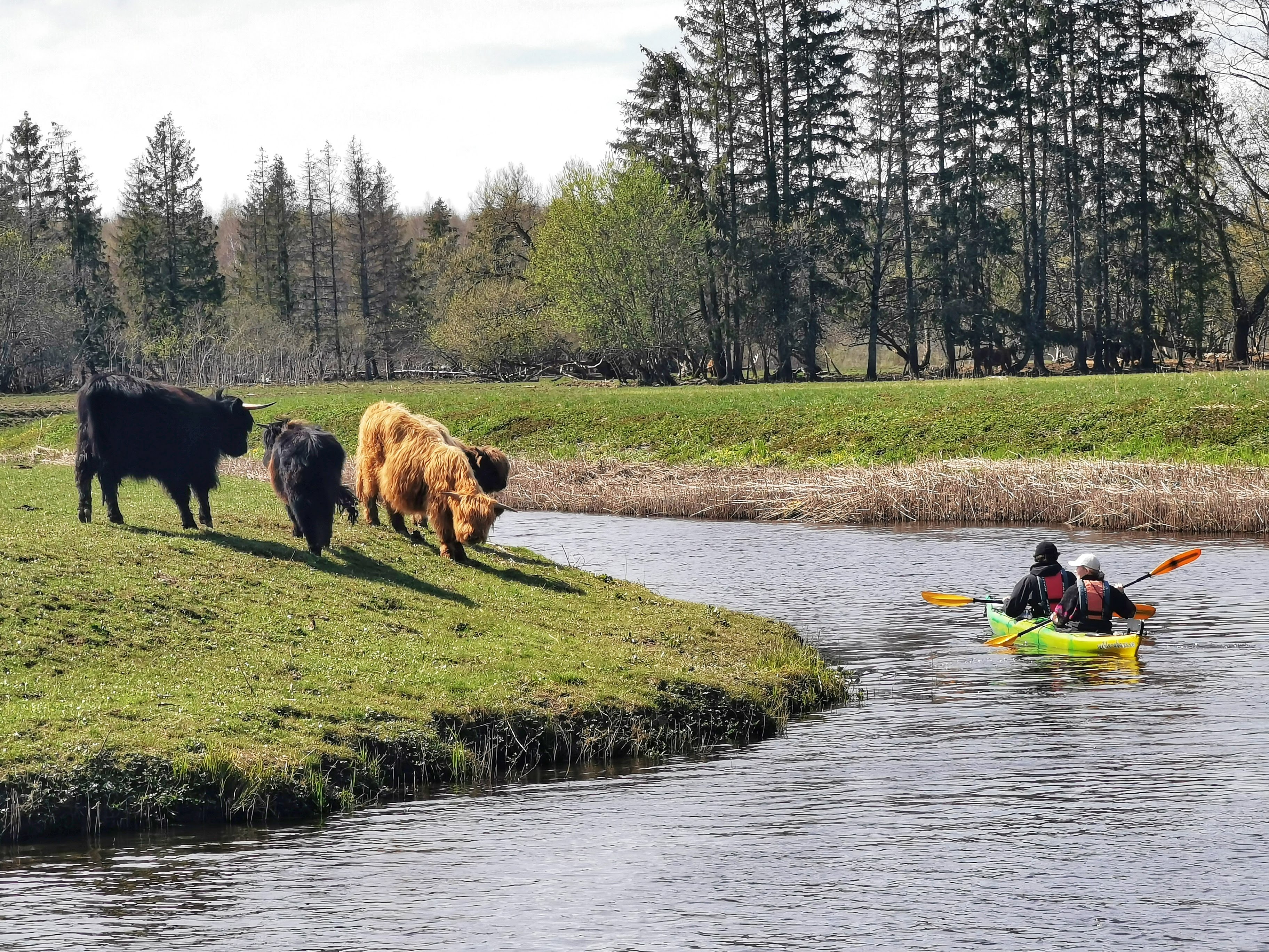 Soomaa National Park is known for its wonderful nature, bogs, and many rivers. The best way to explore the park is by going on a kayak tour! The exper