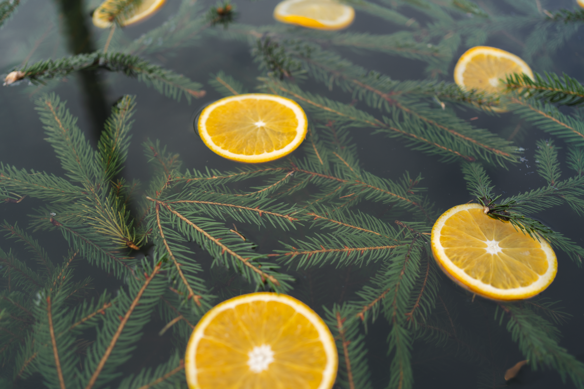 Toosikannu Looduspark Metsaspaa