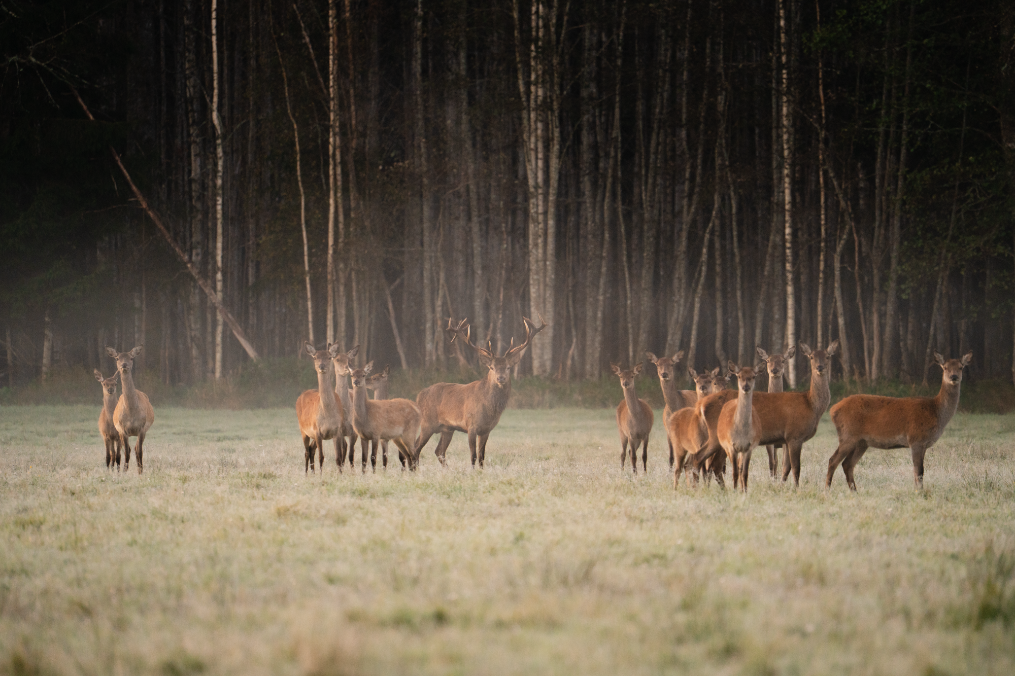 Toosikannu Looduspark punahirved