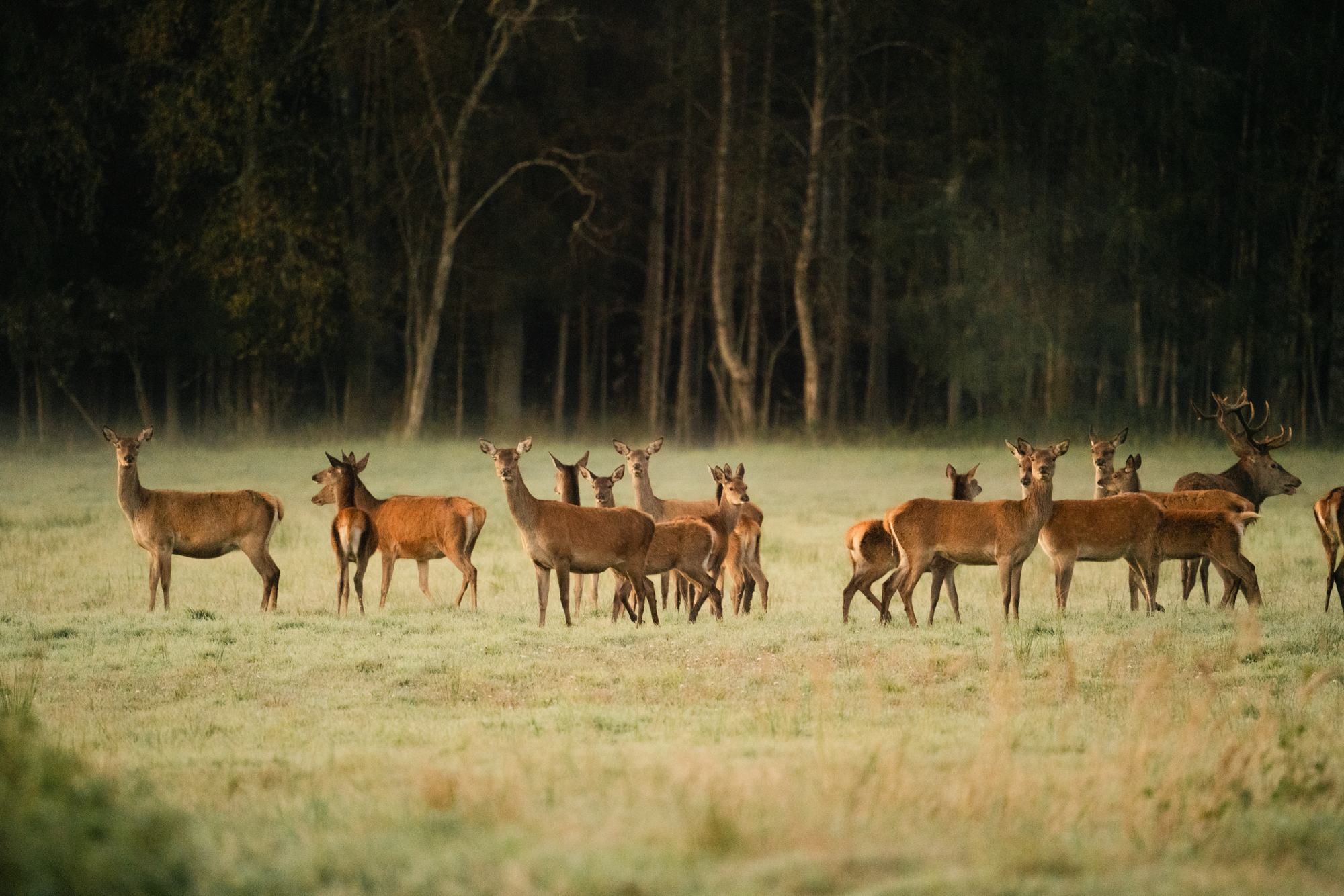 Toosikannu Looduspark hirvevaatlus safari