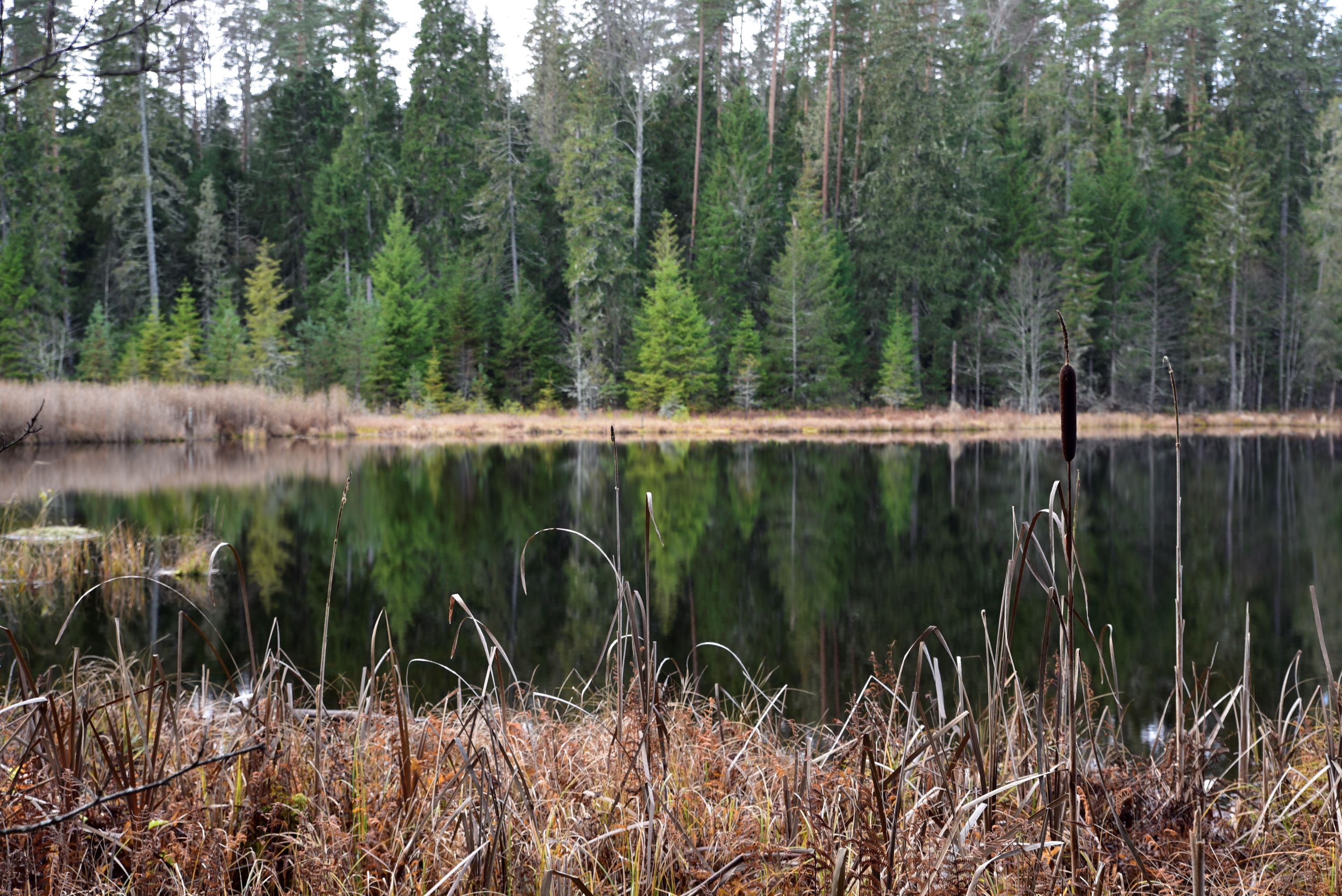 Peräjärve metsarada viib matkalise läbi erinevate metsatüüpide – laanemetsa, palumetsa, nõmme-, lodu- ja rabametsa. Saab ülevaate metsade erinevast ka