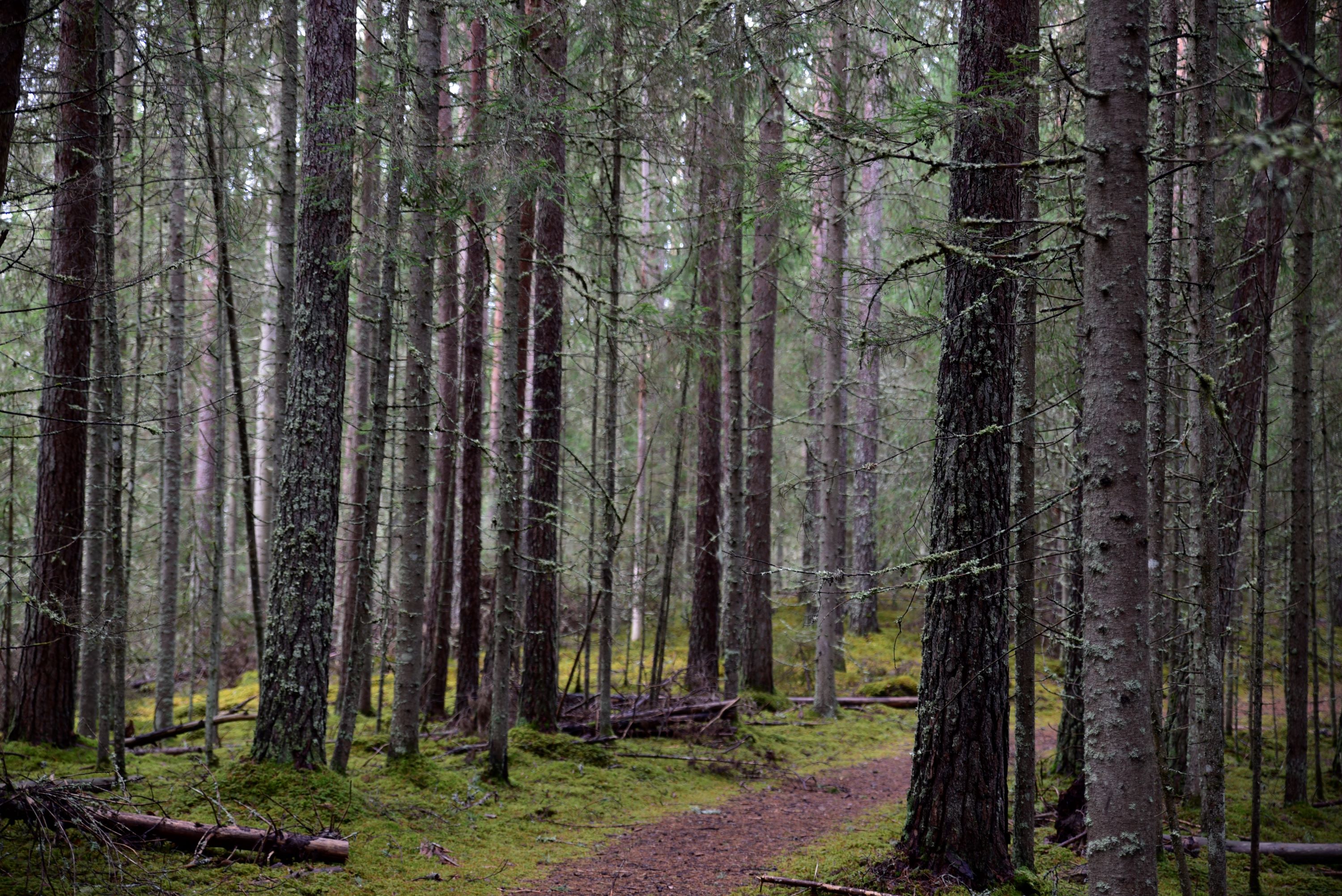 Peräjärve metsarada