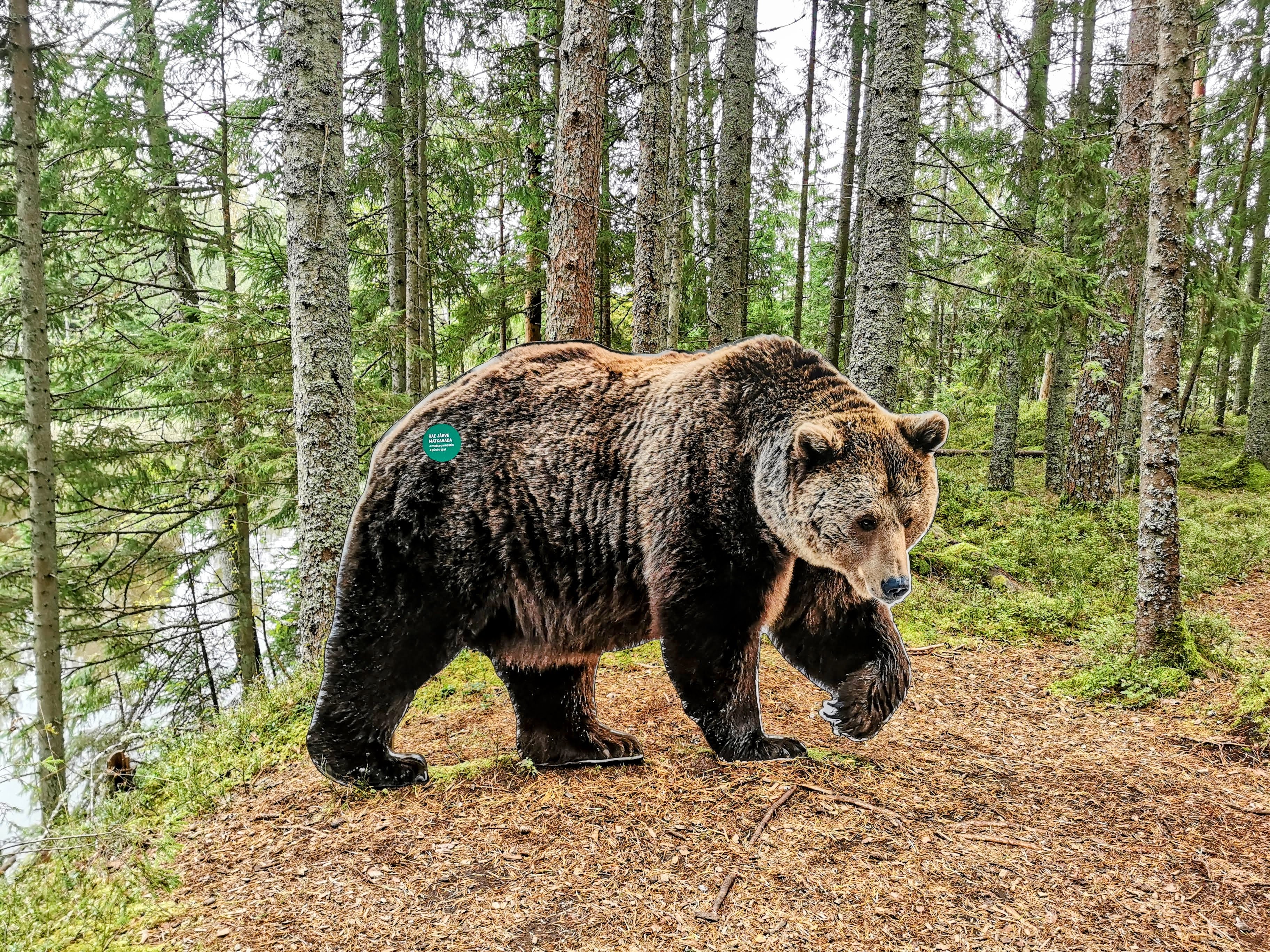 Rae järve matkarajal võib kohata karu maketti