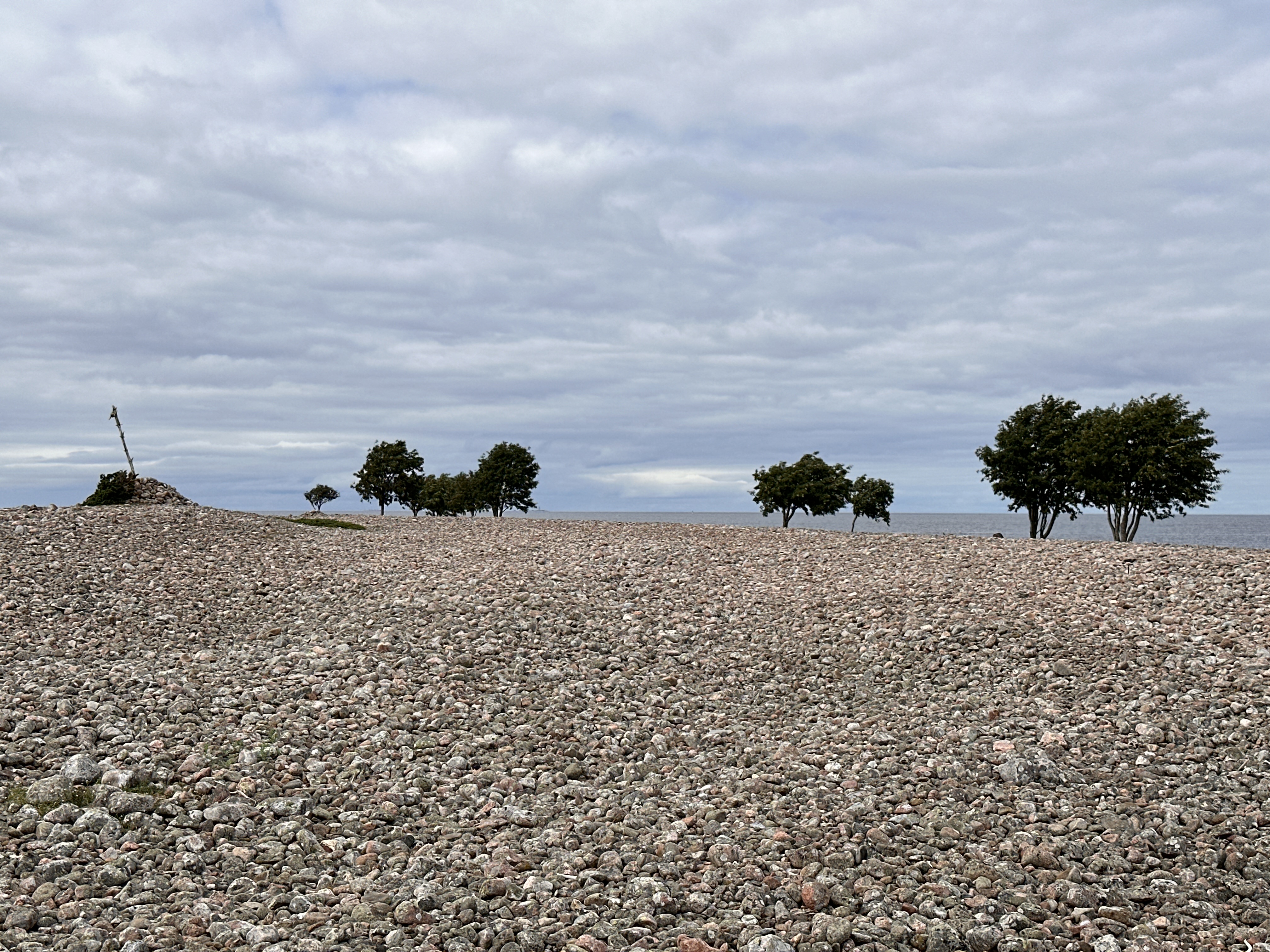 Stones on the Aksi coastline and rowan trees