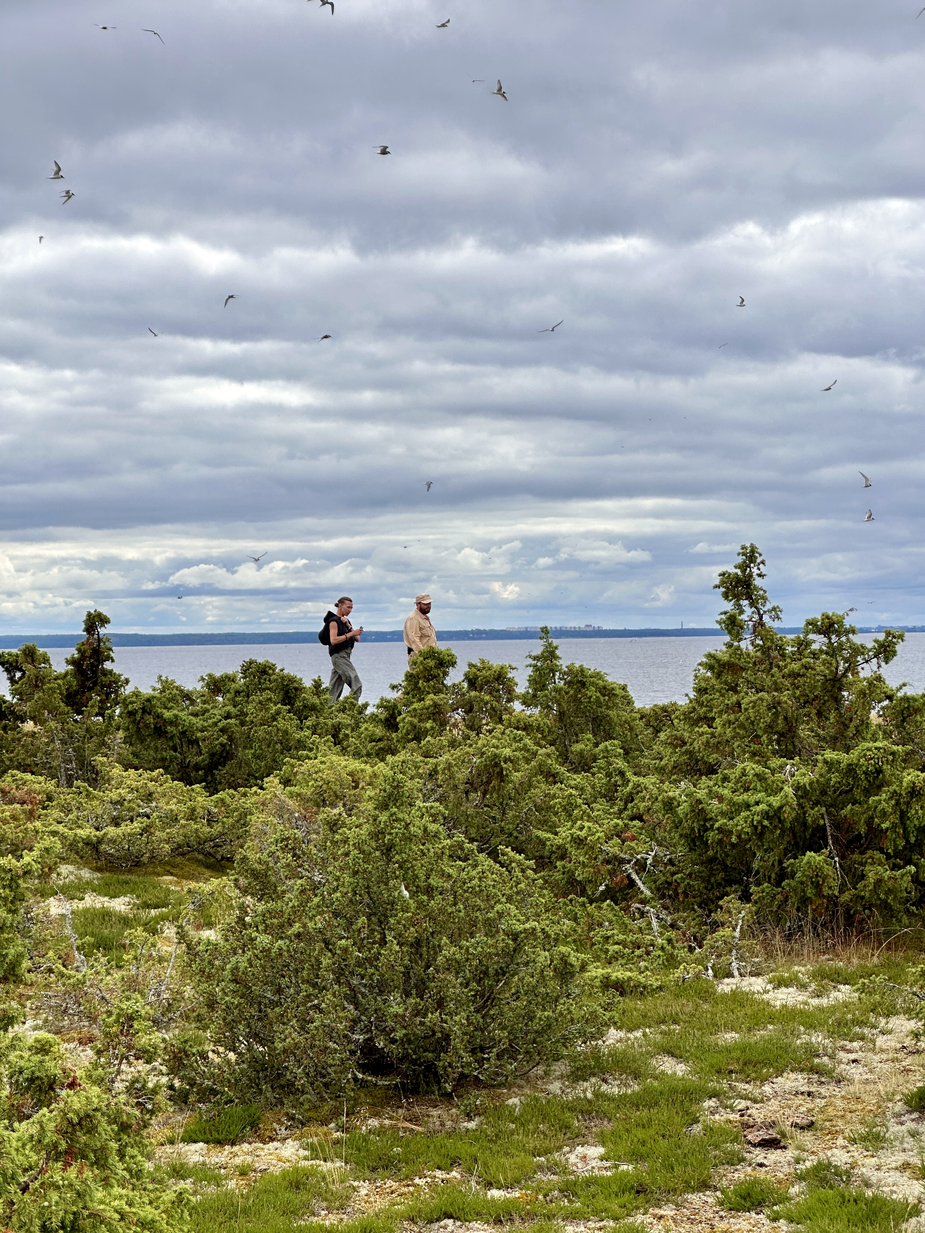 Birds and nature on Aksi Island