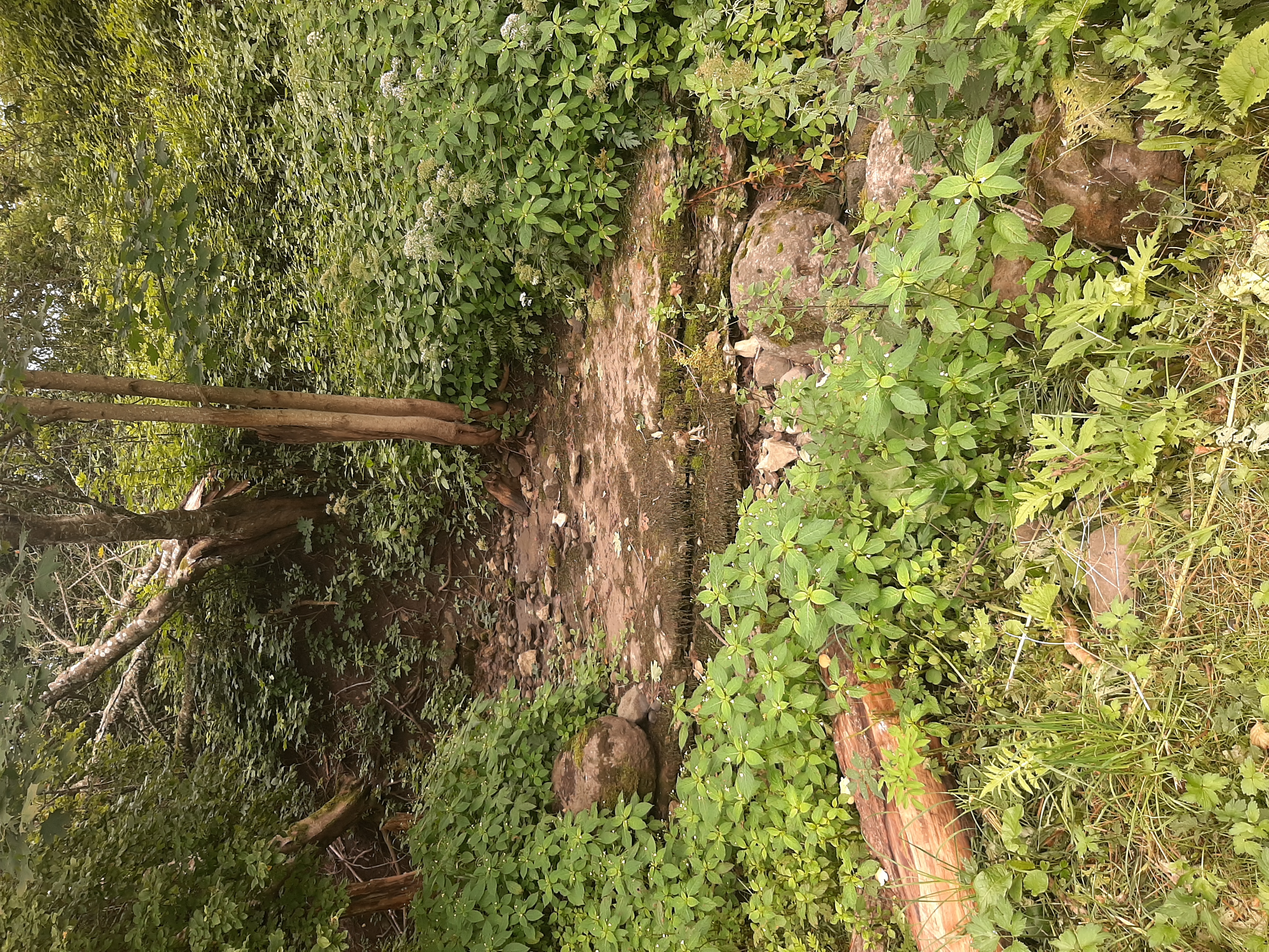 Kurisu neeluauk suvel