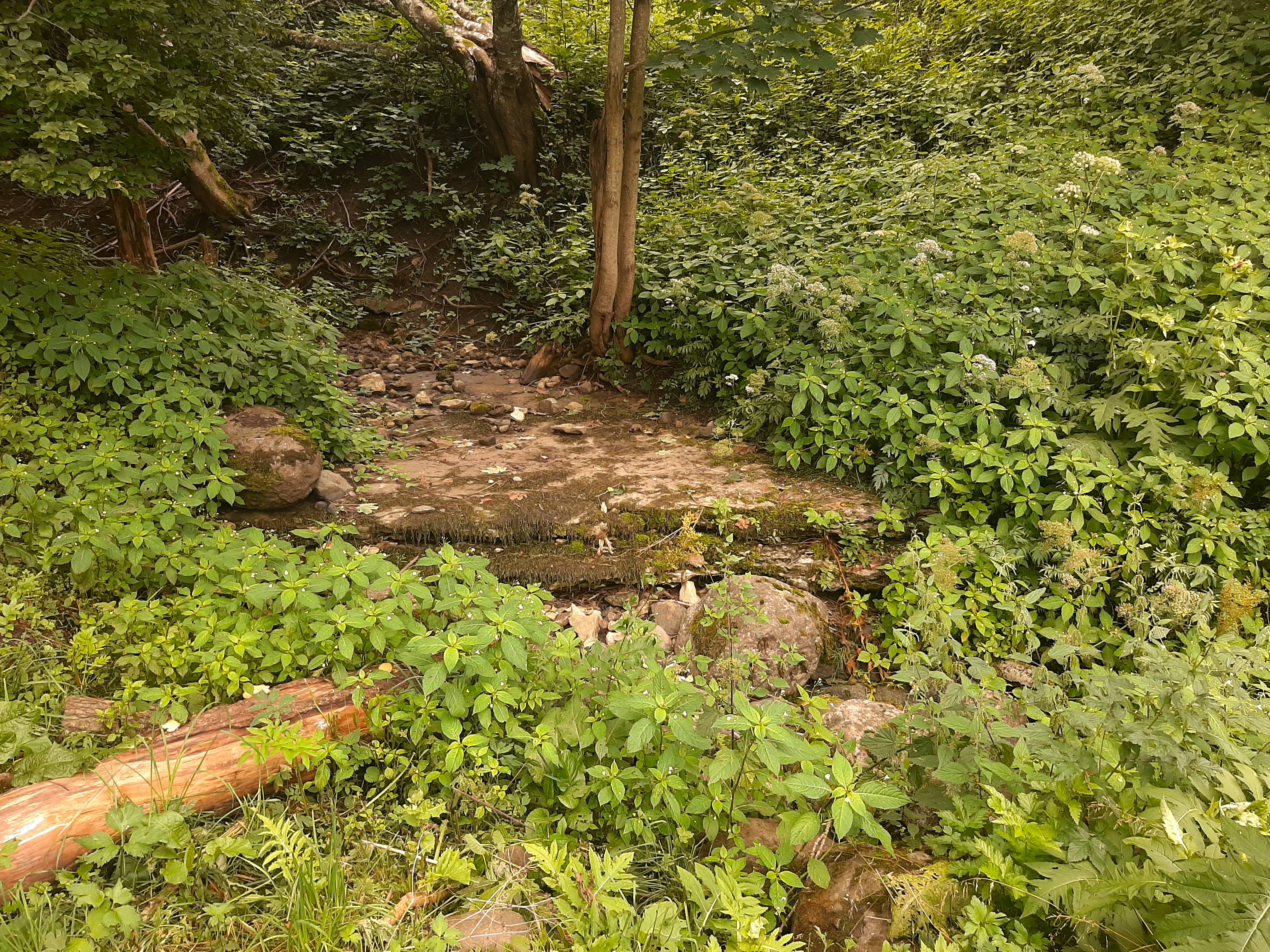 Kurisu neeluauk suvel