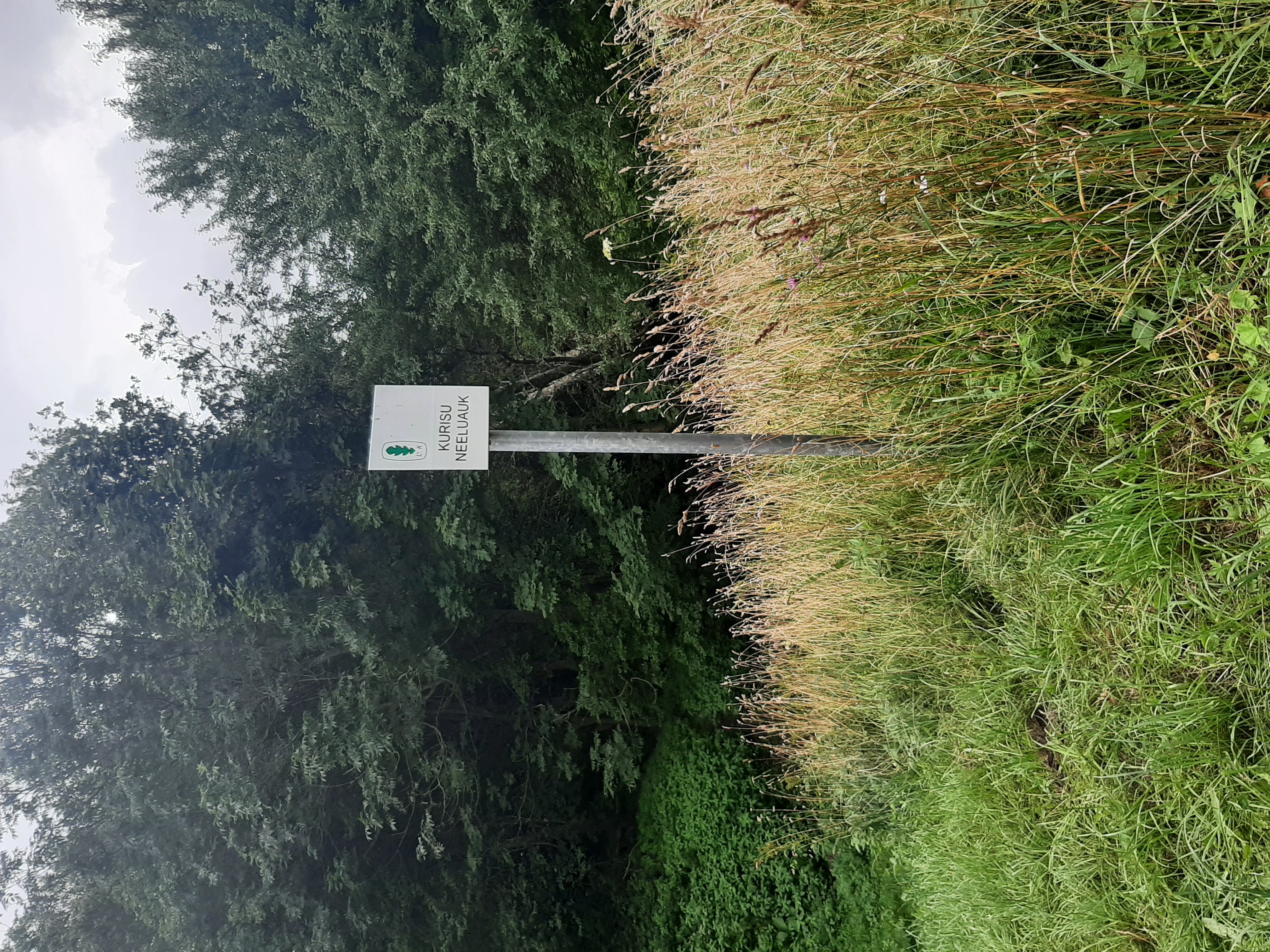 Kurisu neeluauk on loodusmälestis