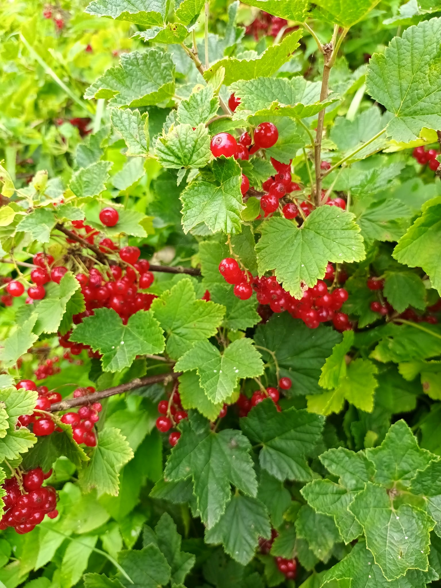 Tõrvaaugu Mahe talu punane sõstar