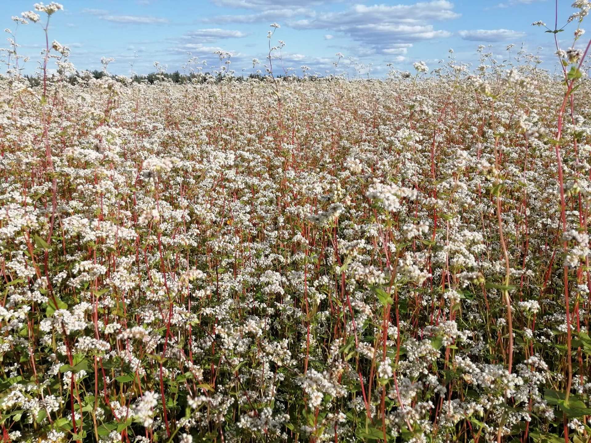 Tõrvaaugu Mahe talu tatrapõld