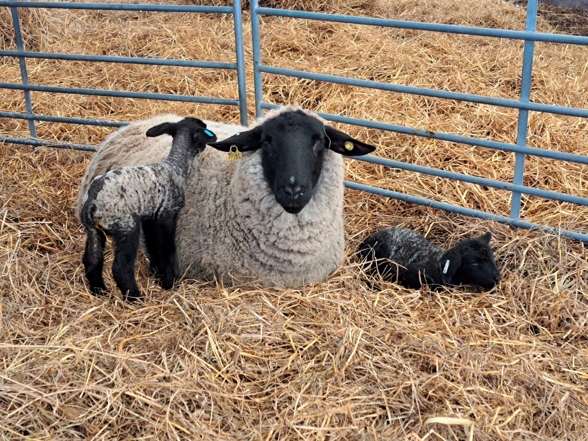 Tõrvaaugu Mahe talu lammas talledega