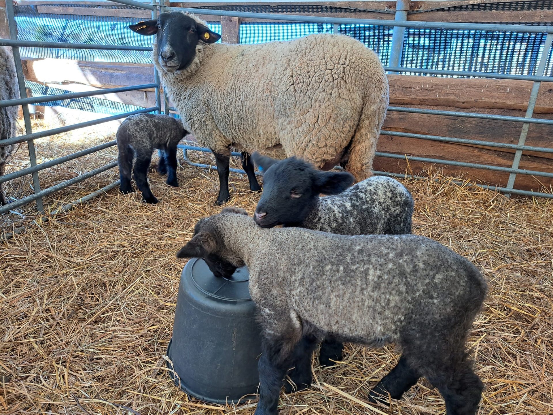 Tõrvaaugu Mahe talu lambad