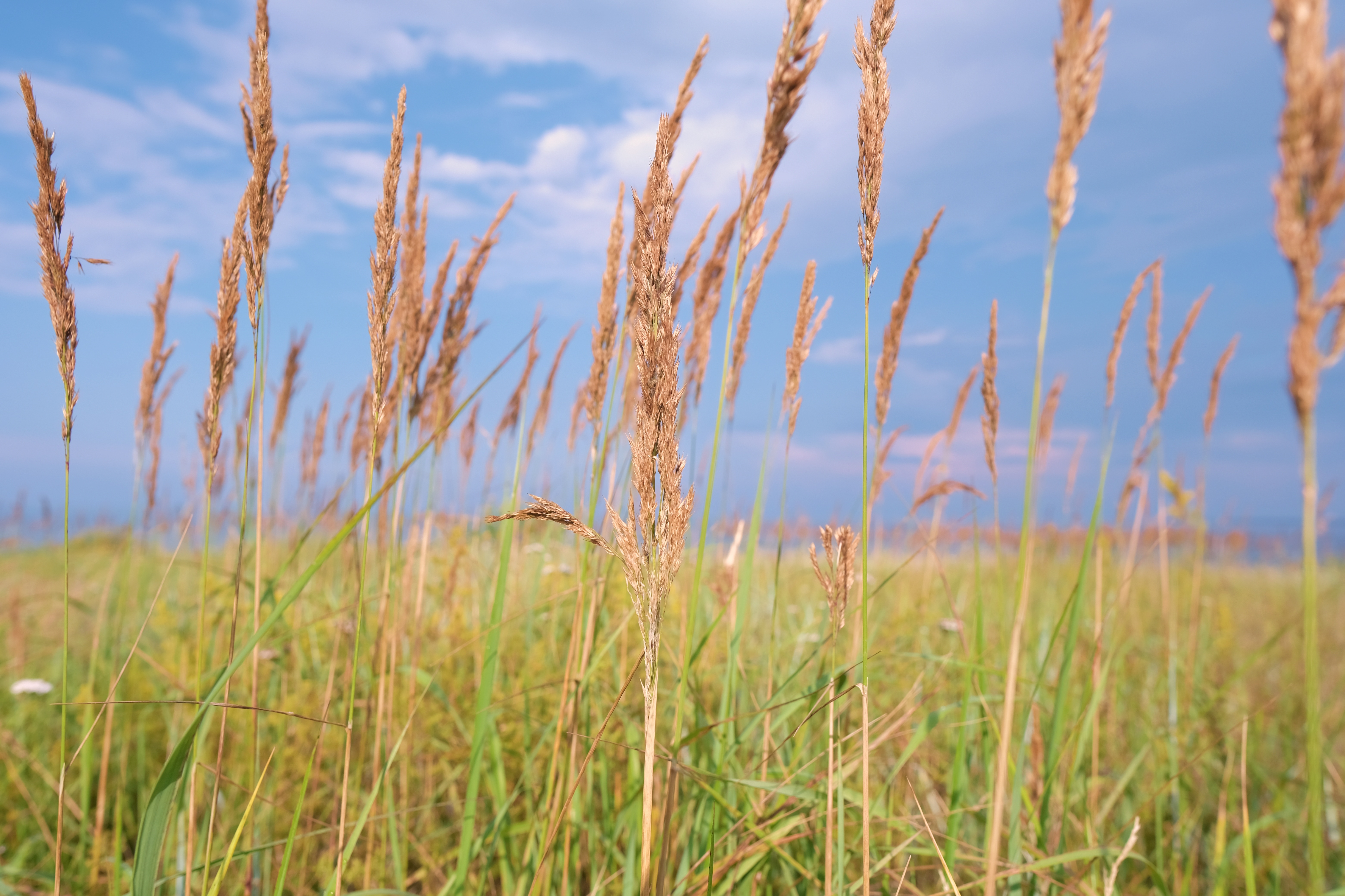 Rannakõrred tuules mere ääres, vaikuse ja looduse ilu Vergi Sadamas Lahemaa rahvuspargis