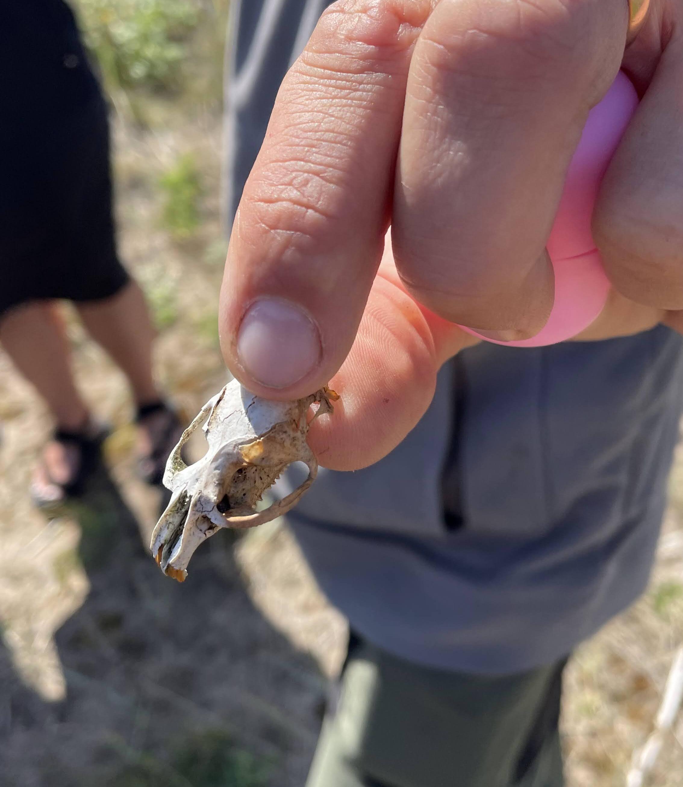 Findings on Rammu Island, guided tour