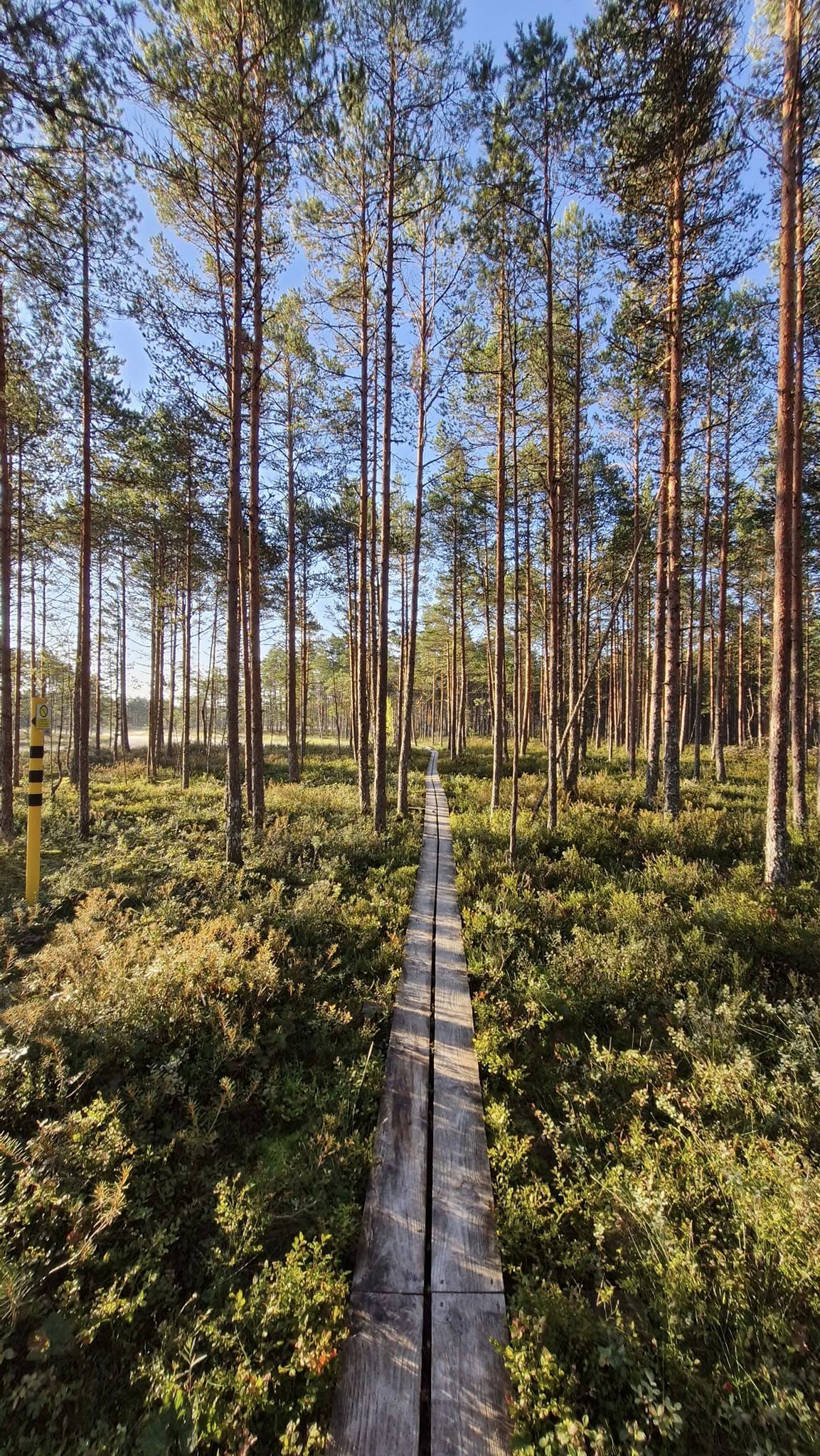 Kervemā (Kõrvemaa) meža taka