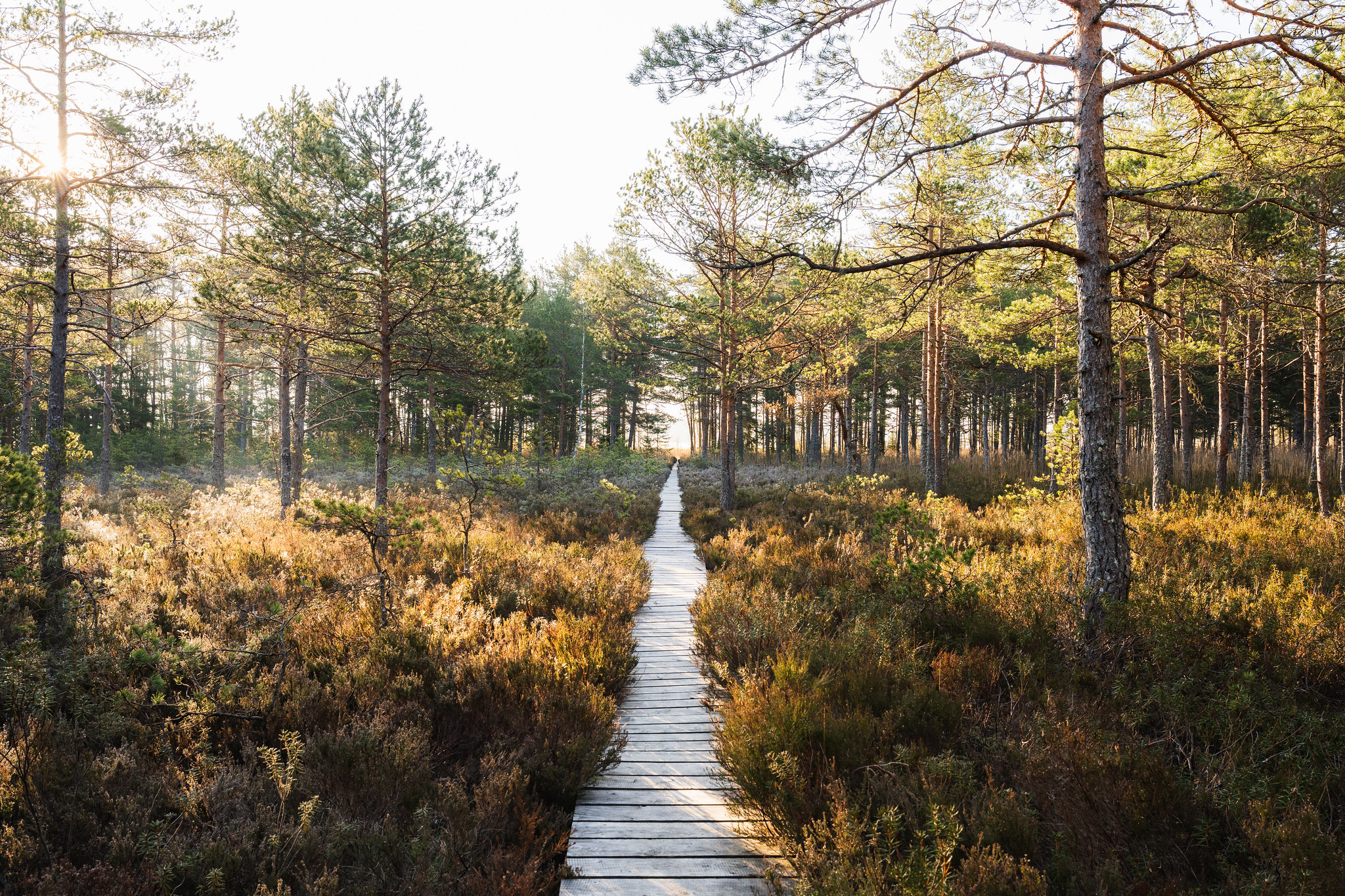 Laudtee Tihu järve ääres
