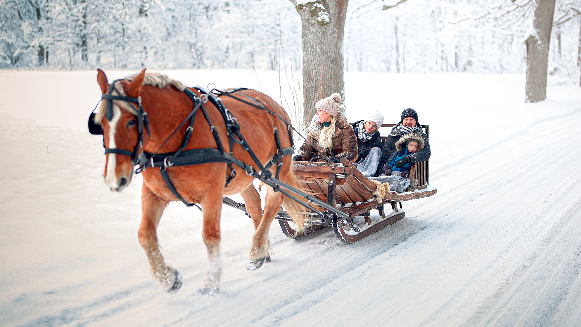 Metsapiiga Talu Saanisõit