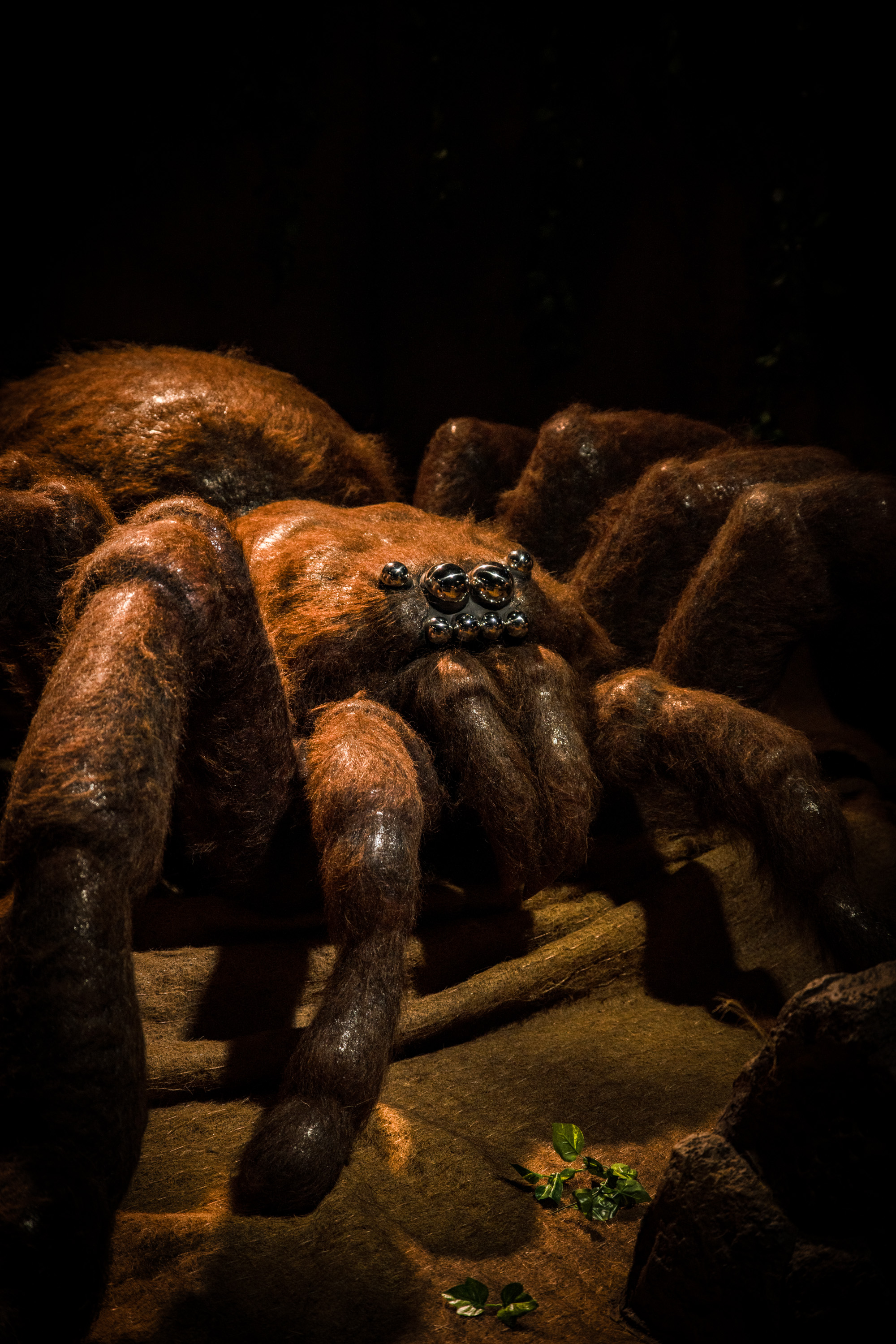 AHHAA zinātnes centra izstādē "Ahhaa, milzu kukaiņi!" var redzēt milzu zirnekli