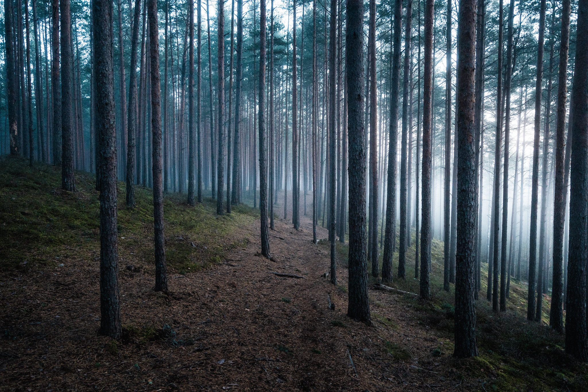Rannametsa männimets ja luited Pärnumaal