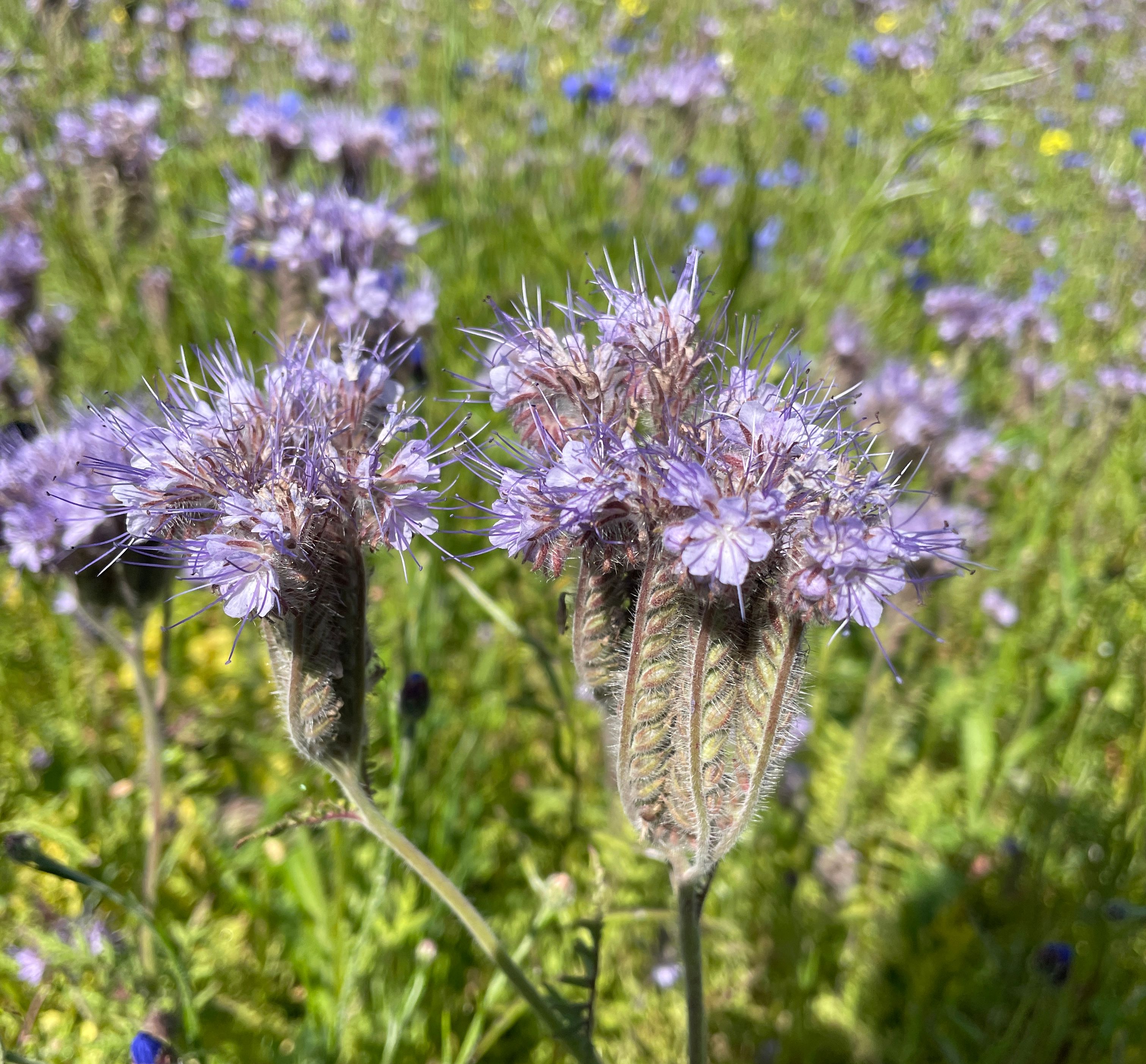 Keerispea on mesilaste lemmiktaim