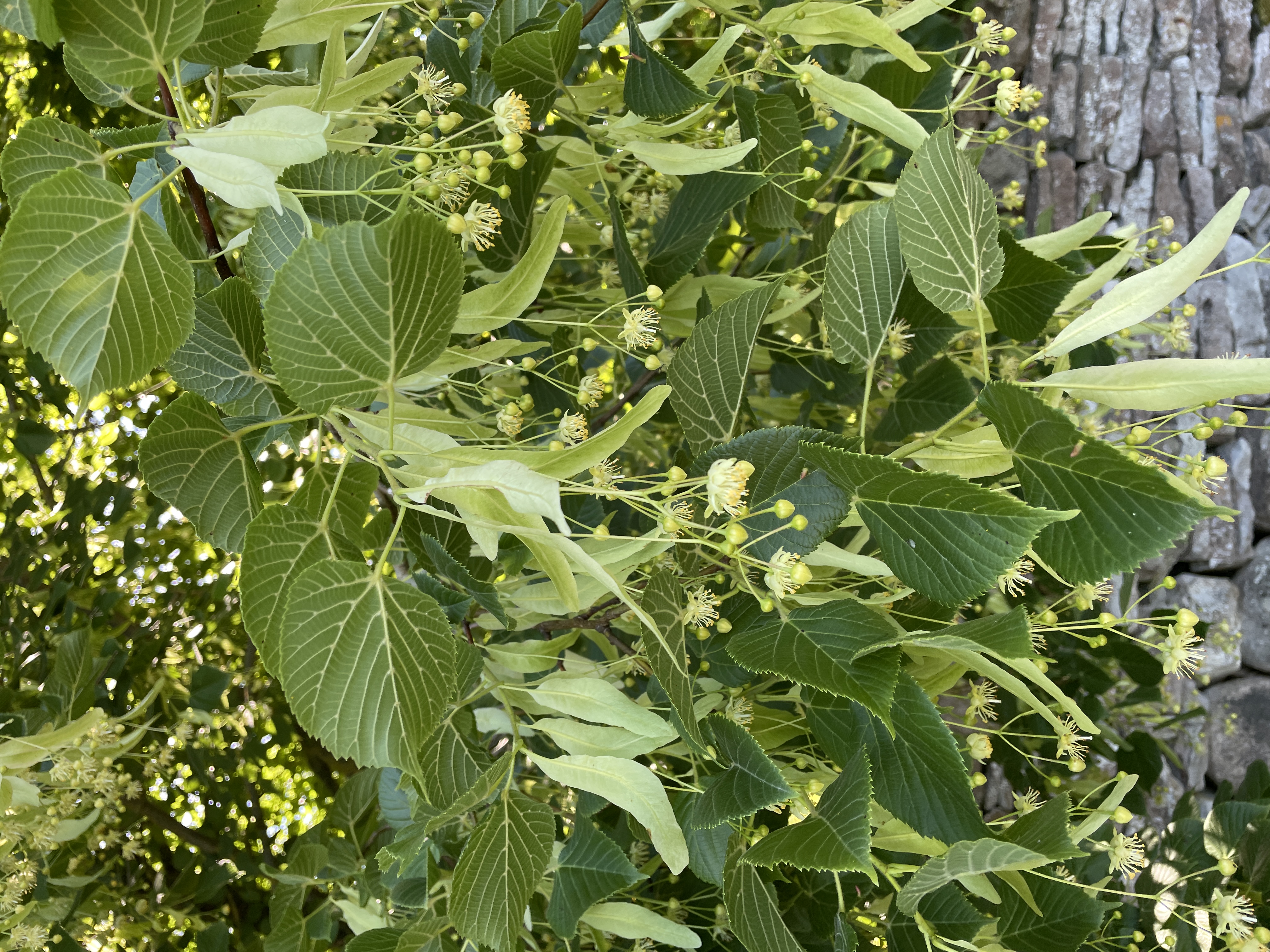 Imeliselt õitsevad ja lõhnavad pärnad