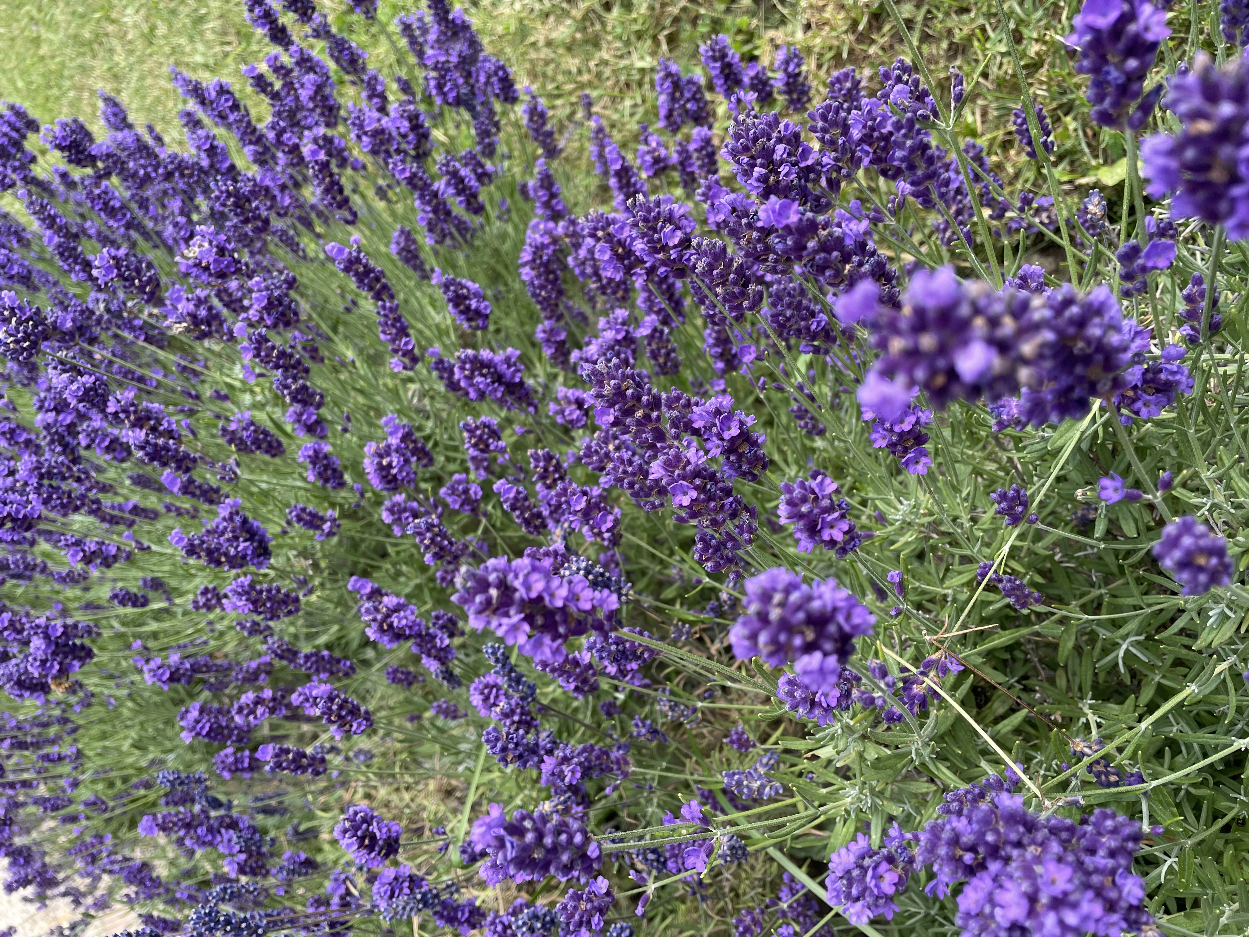 Õitsev lavendel Tõlluste mõisa aias Saaremaal