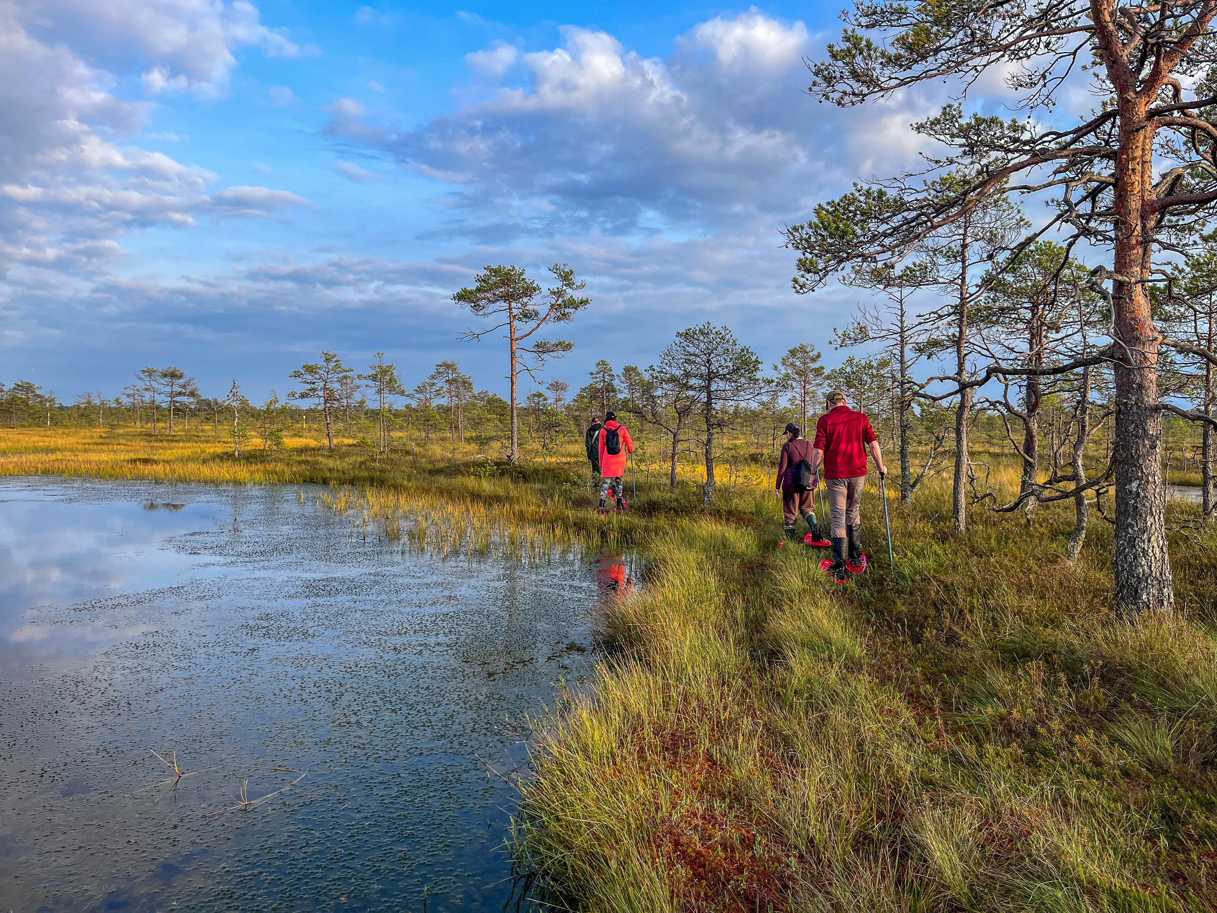 Sniega kurpes tevi aizvedīs uz vietām purvā, kas citādi ir nepieejamas