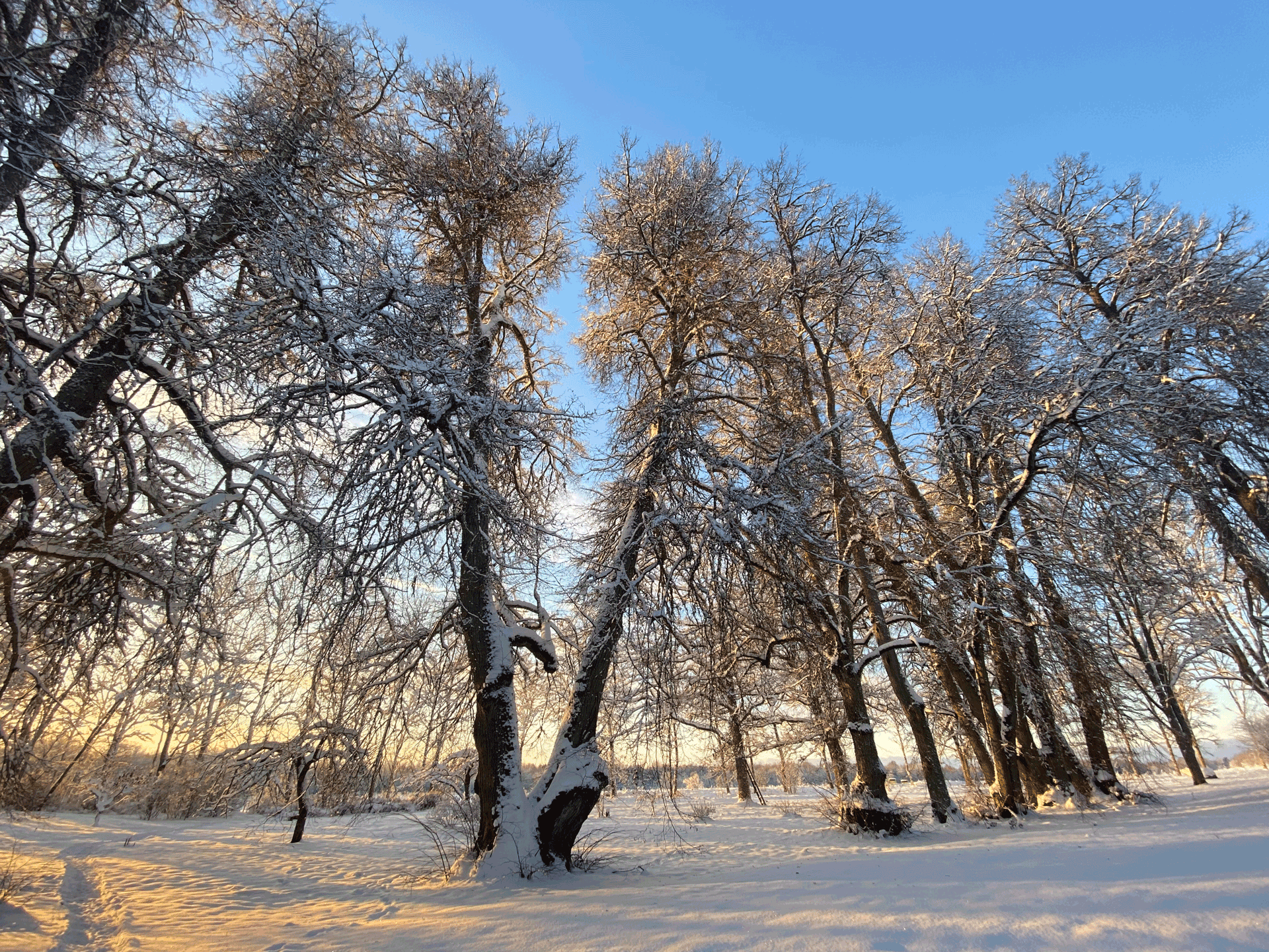 Hatu mõisapark talvel