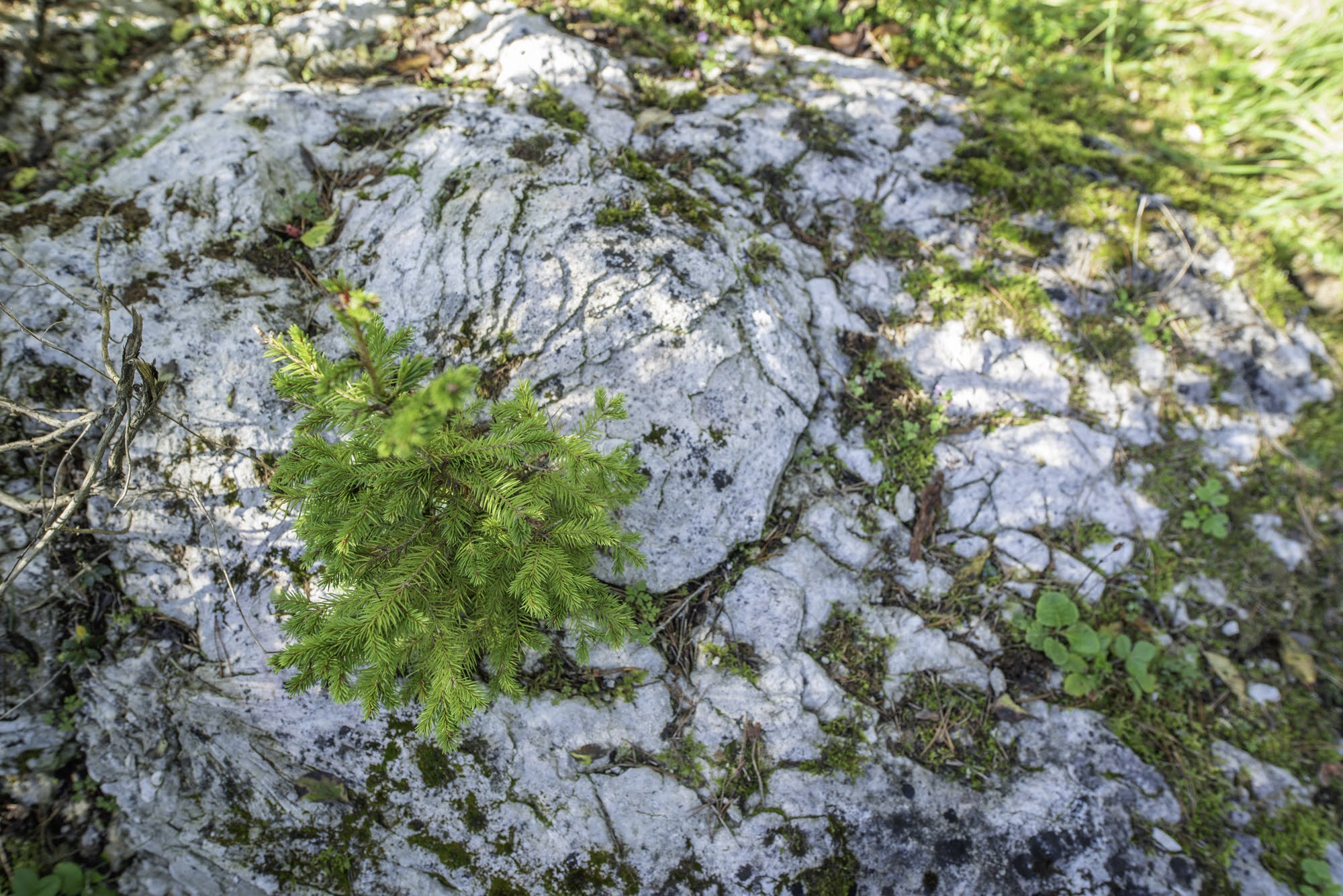 Loodus üllatab igal sammul!