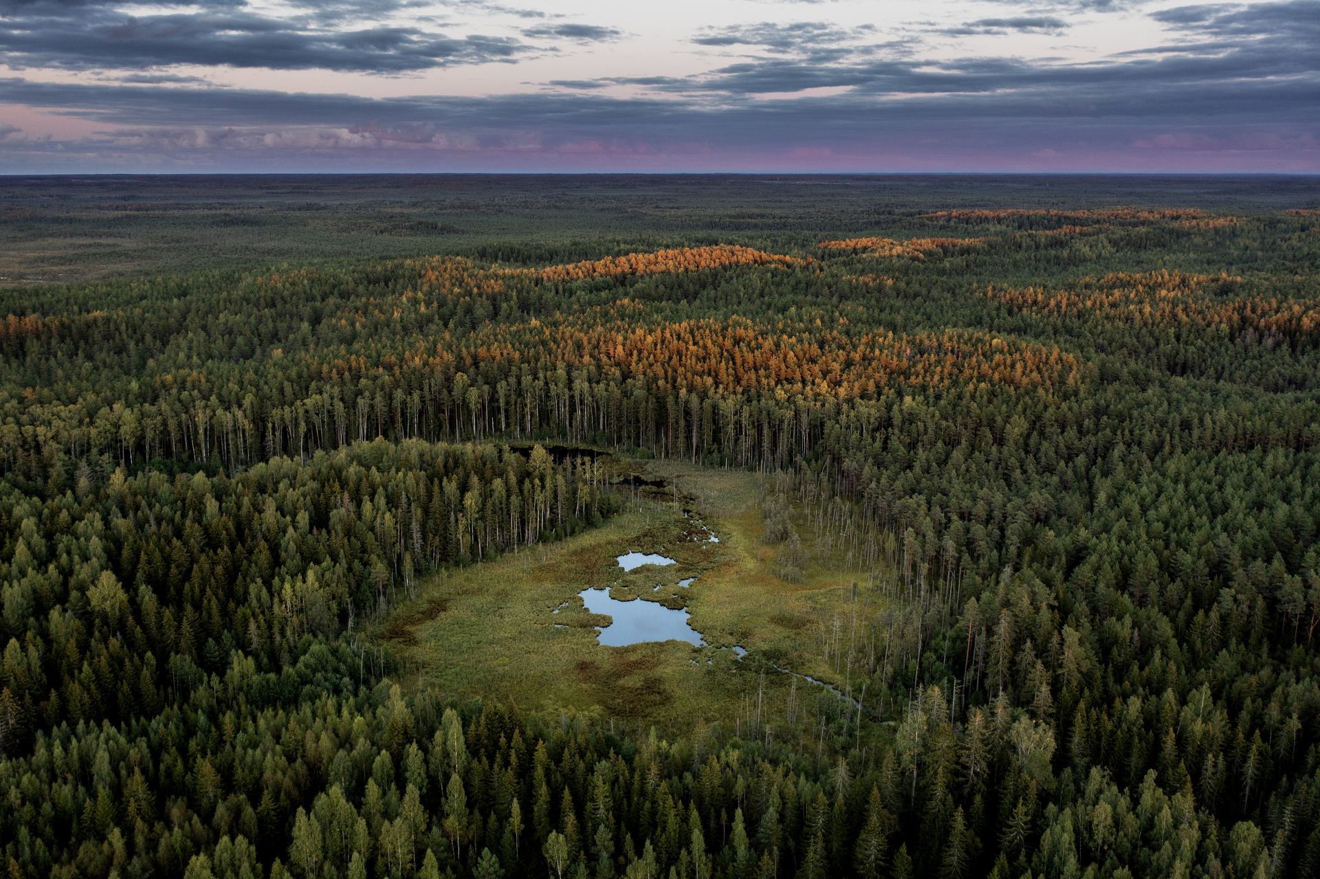 Kõrvemaa metsad linnulennult
