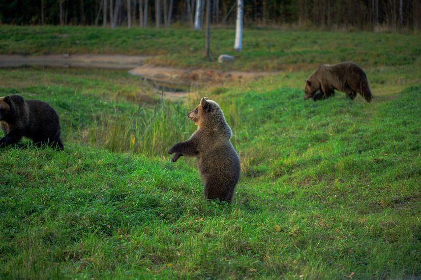 LUX bear watching experience accommodation in Alutaguse