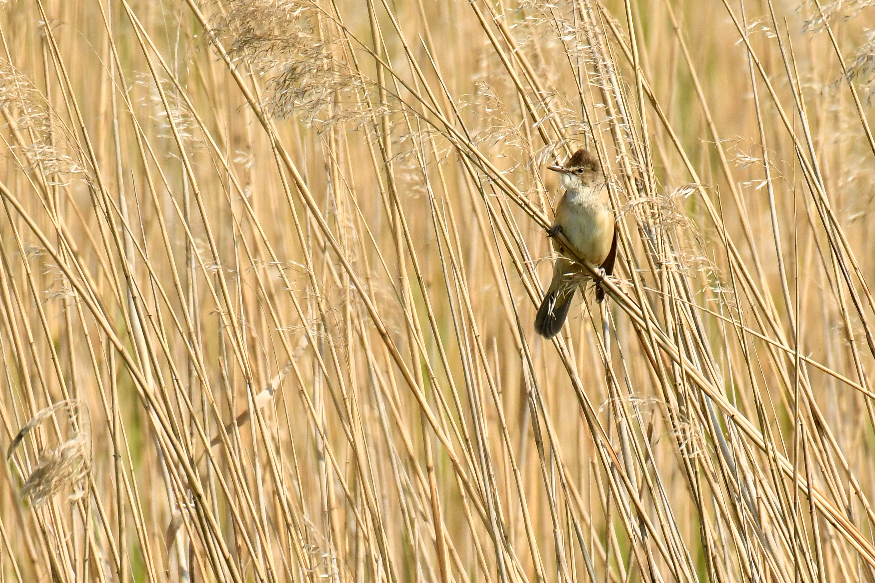 Hommikune linnuvaatlus Tallinna lähedal Paljassaare poolsaar