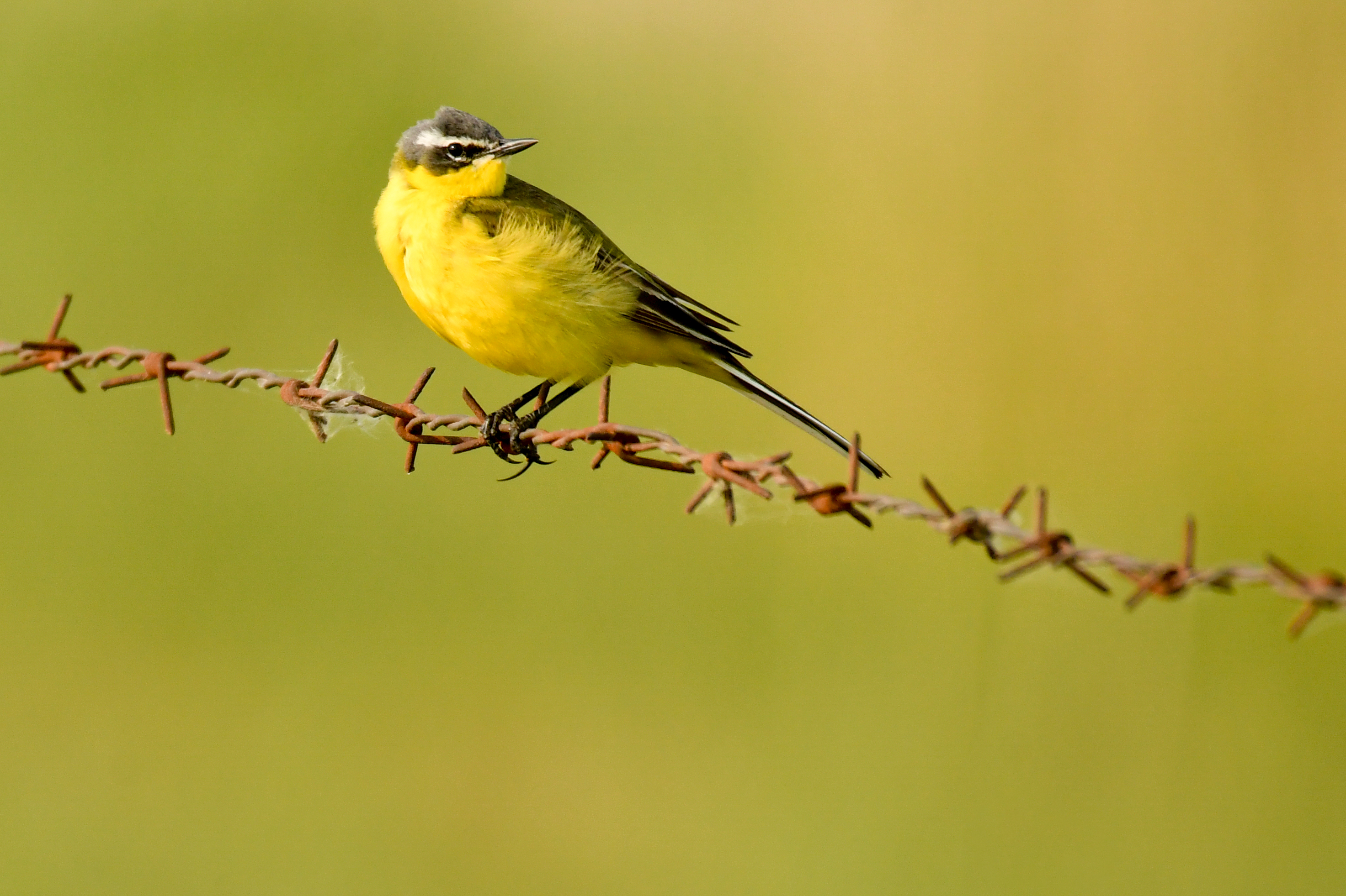 Hommikune linnuvaatlus Tallinna lähedal Paljassaare poolsaarel