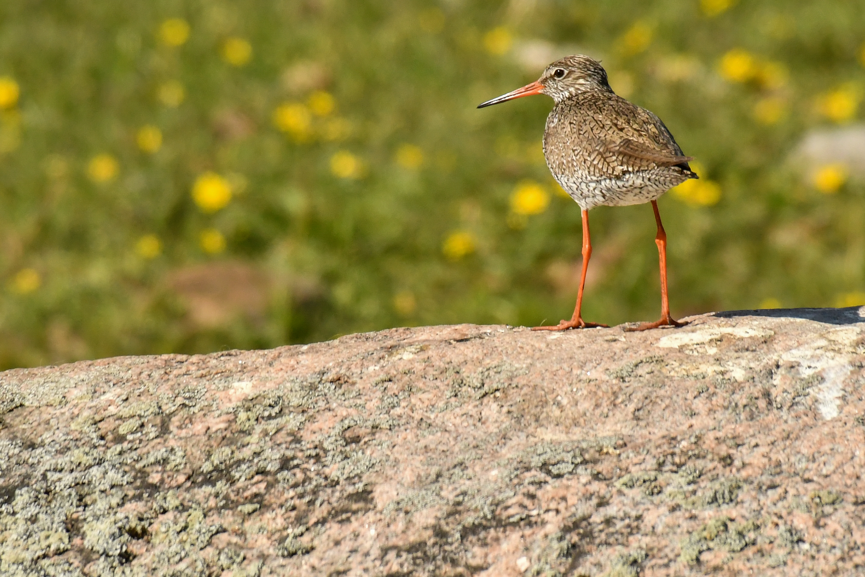 Hommikune linnuvaatlus Tallinna lähedal Paljassaare poolsaarel