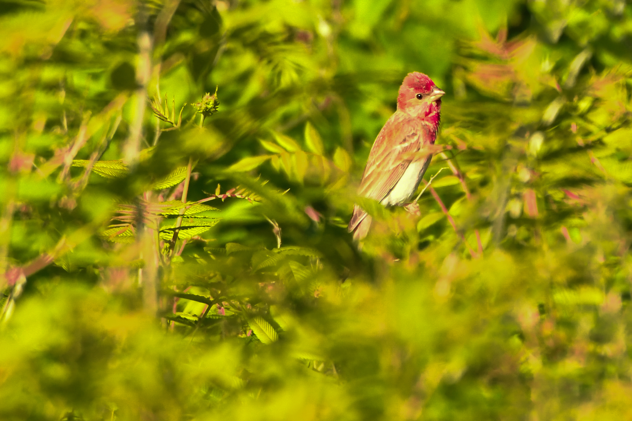 Hommikune linnuvaatlus Tallinna lähedal Paljassaare poolsaarel